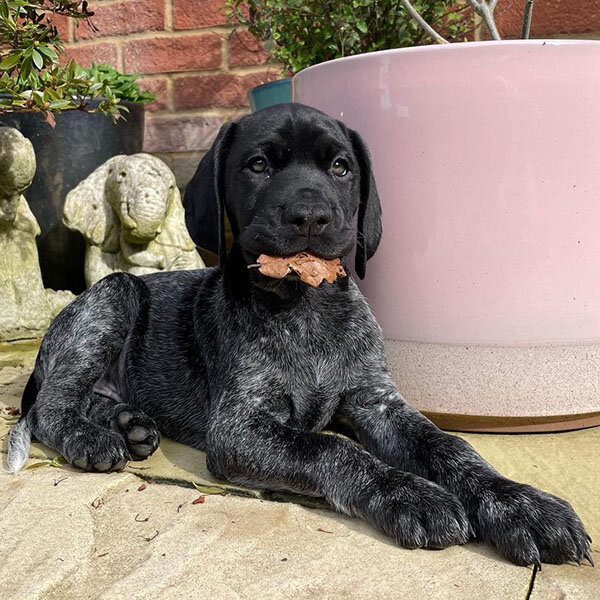 German Pointer image 4