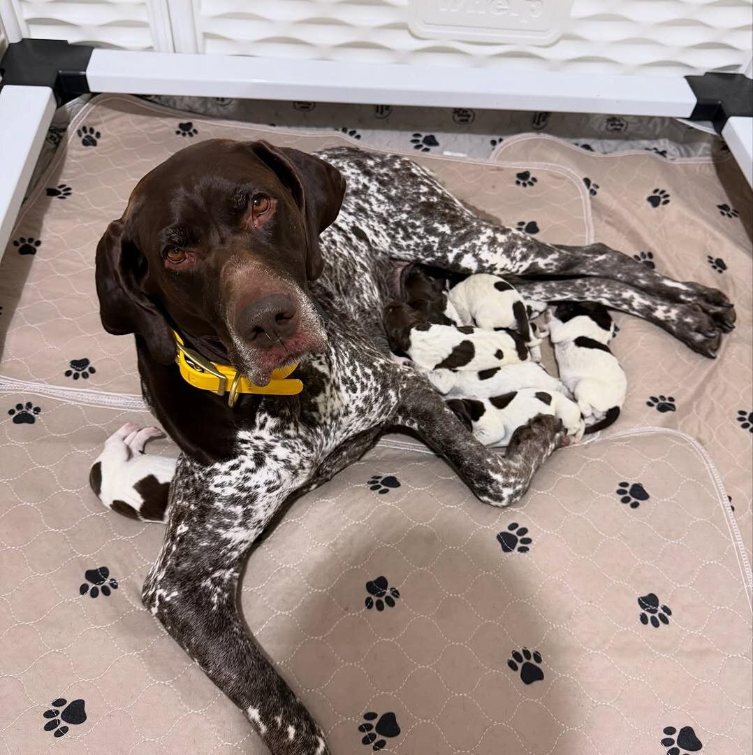 German Pointer image 9