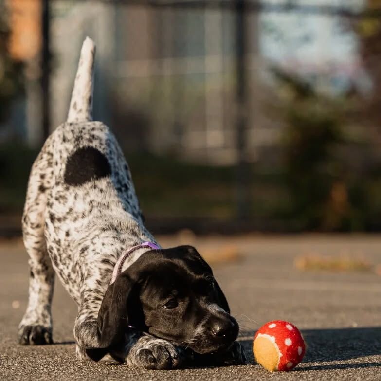 German Pointer image 5