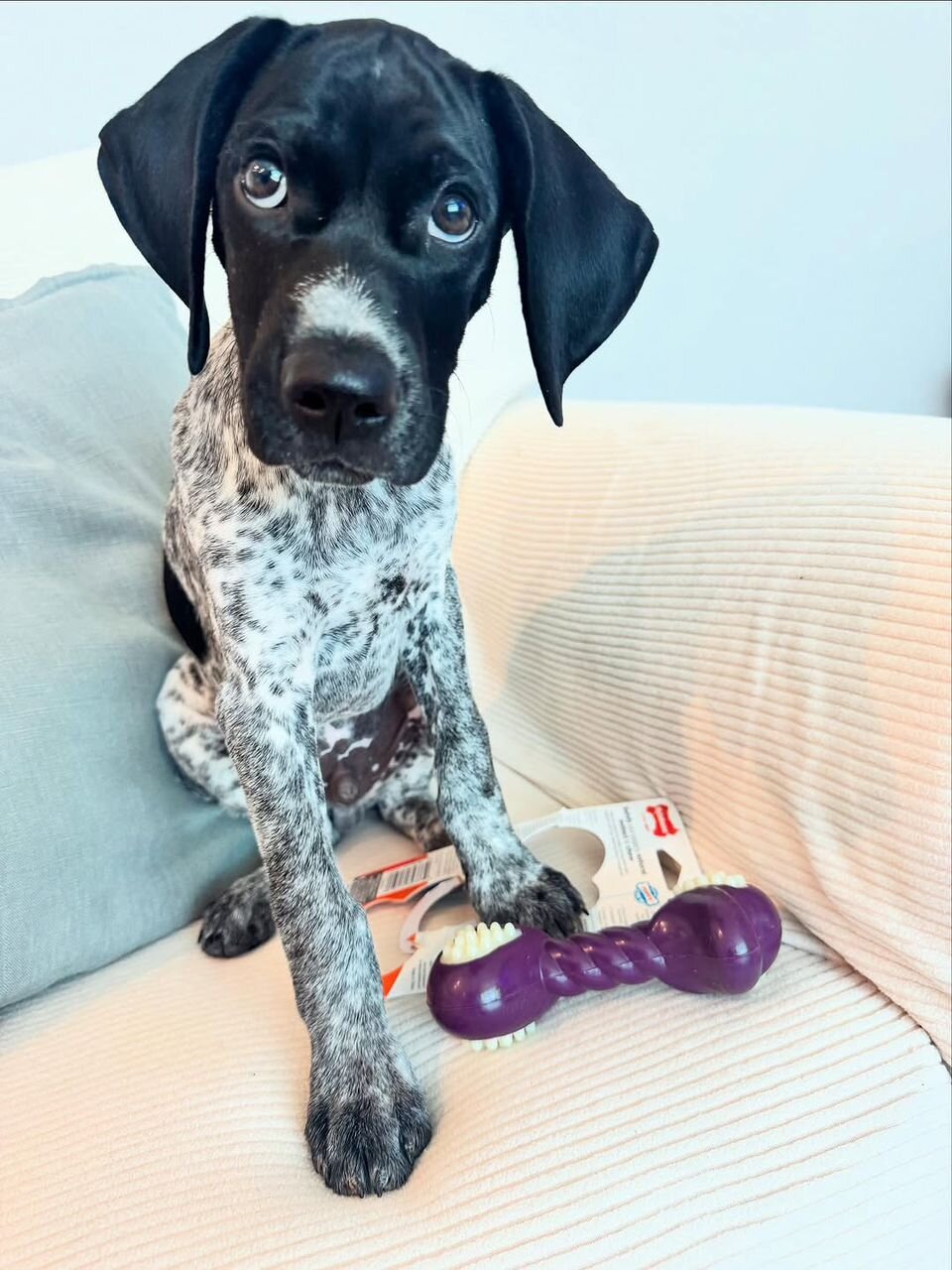 German Pointer image 6