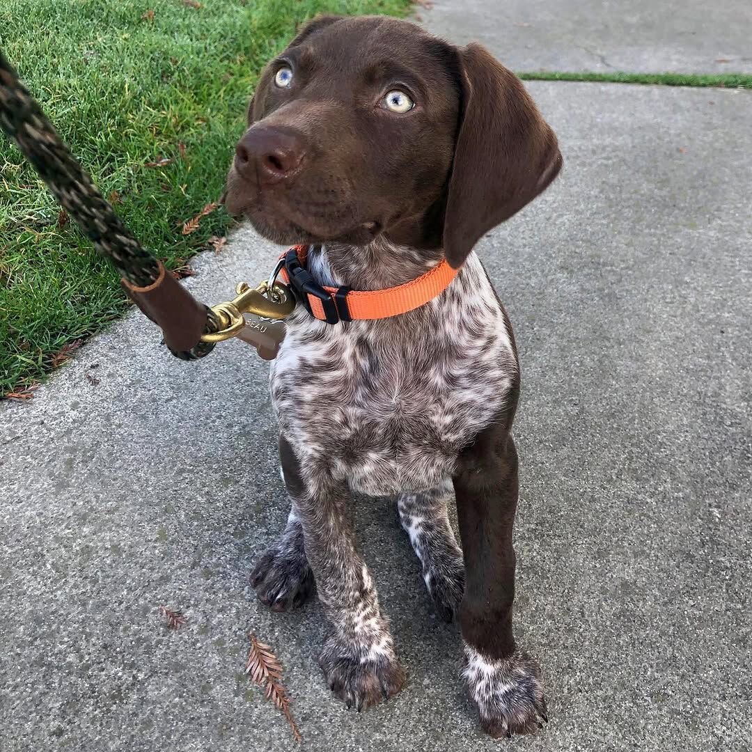 German Pointer image 7