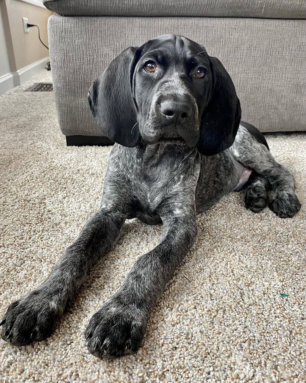 German Pointer image 8