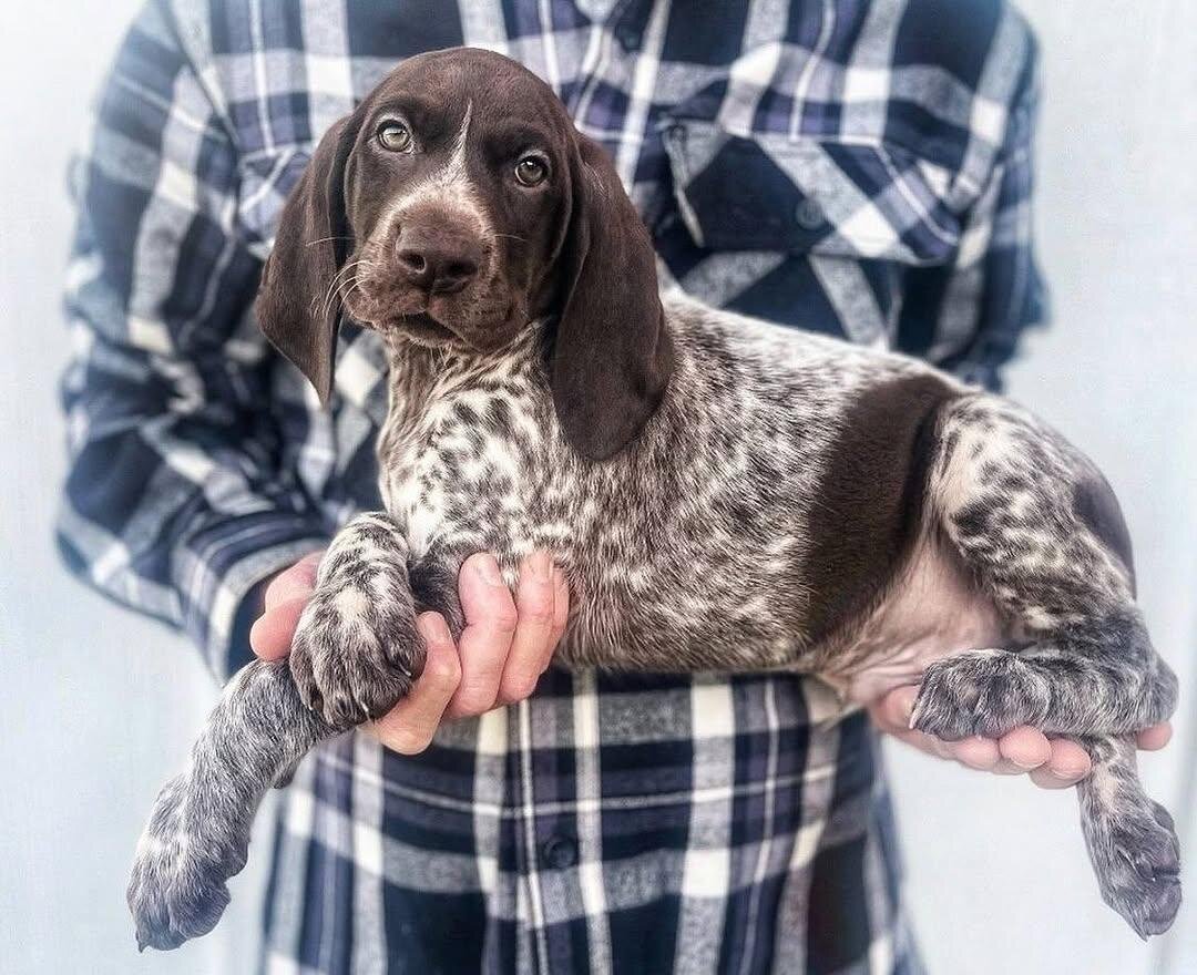 German Pointer image 2