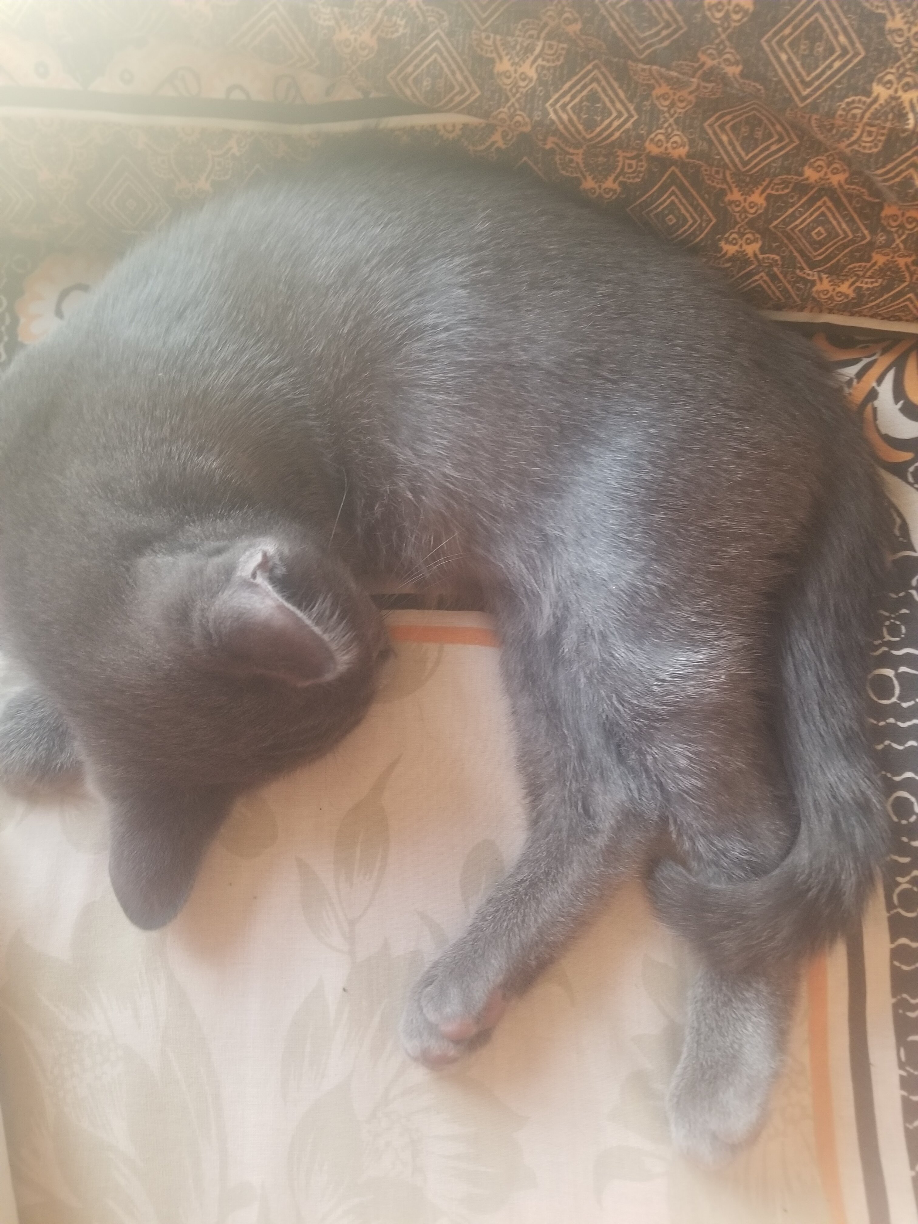 Kittens image 2
