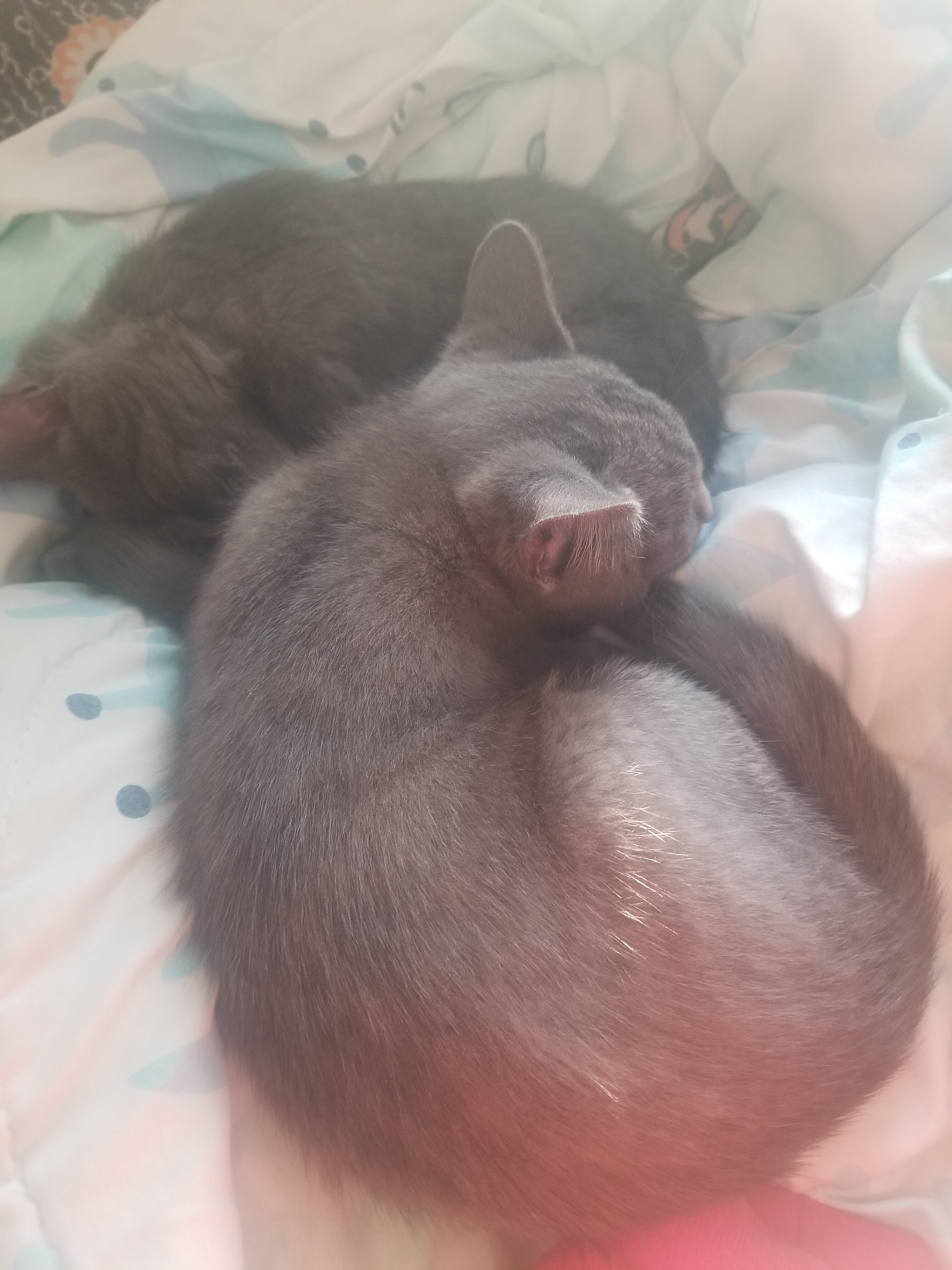 Kittens image 1