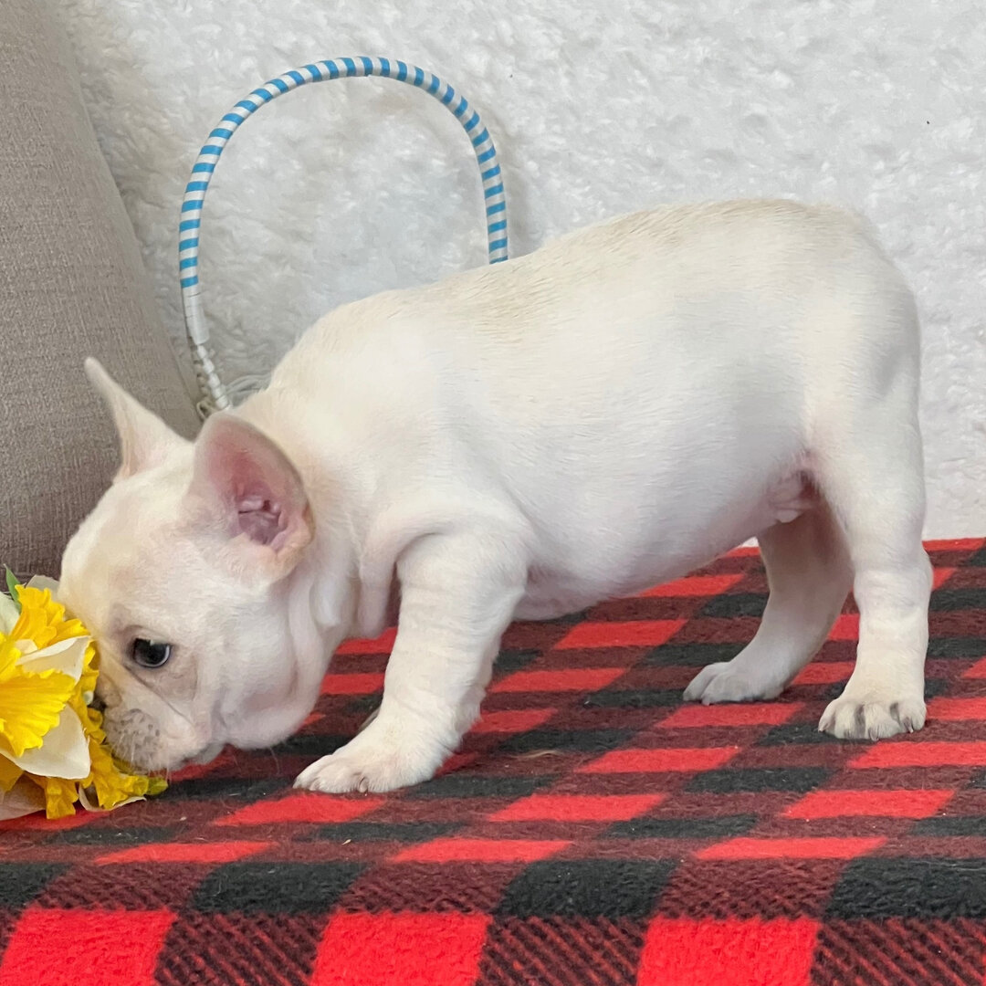 French bulldog puppy image 1