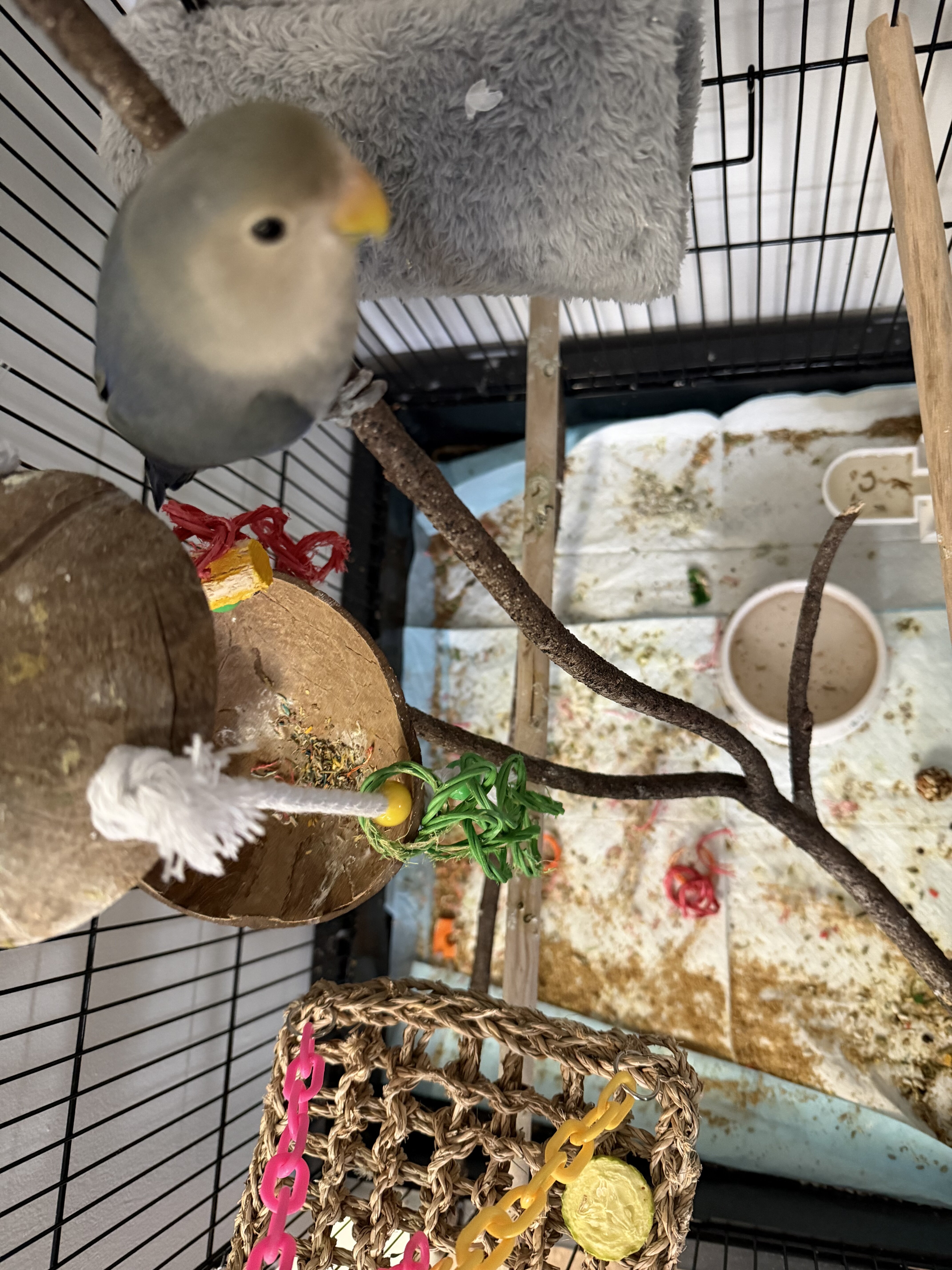 Parrot image 2