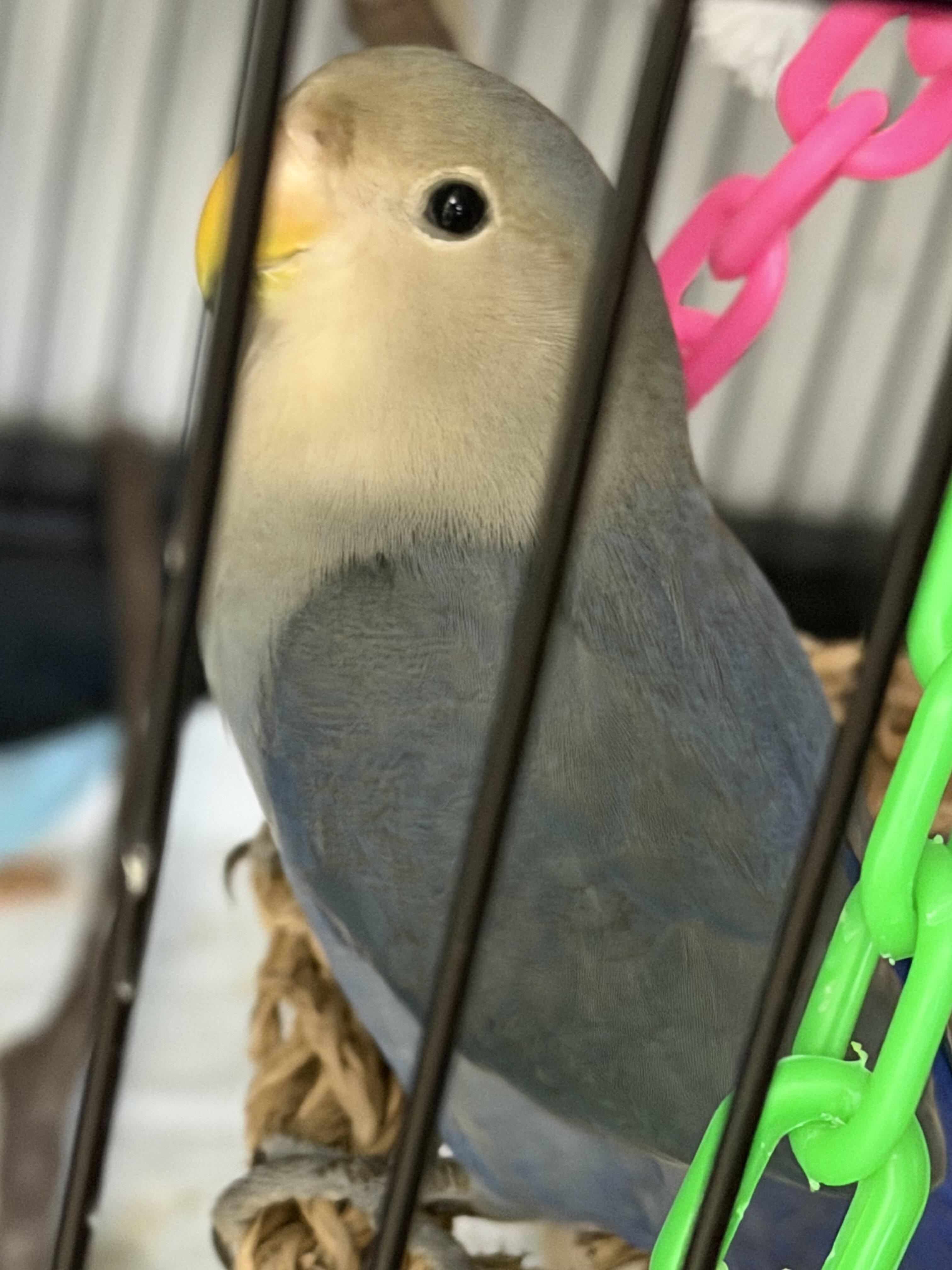 Parrot image 1