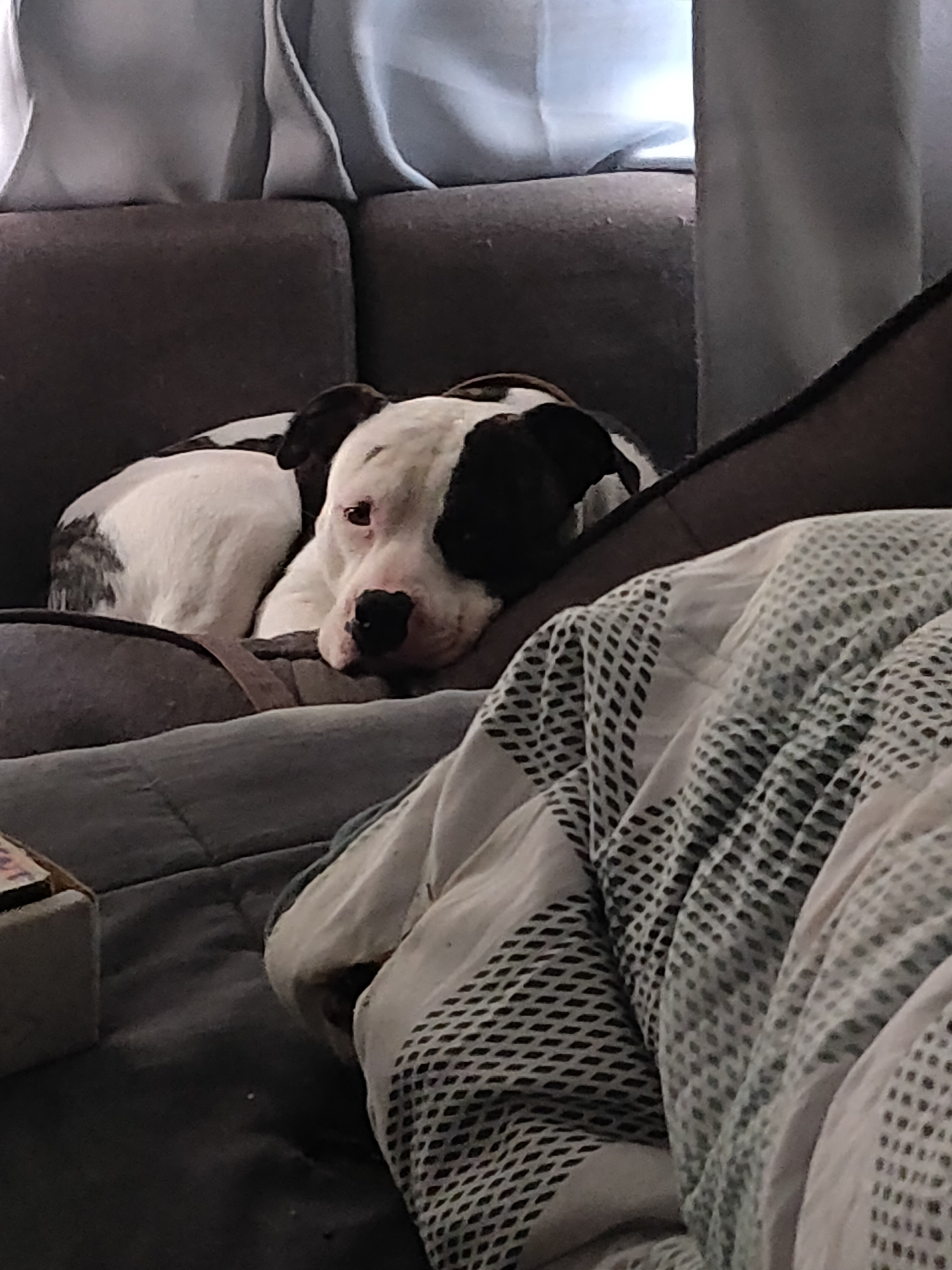 2 Year Old English Staffordshire Terrier image 2