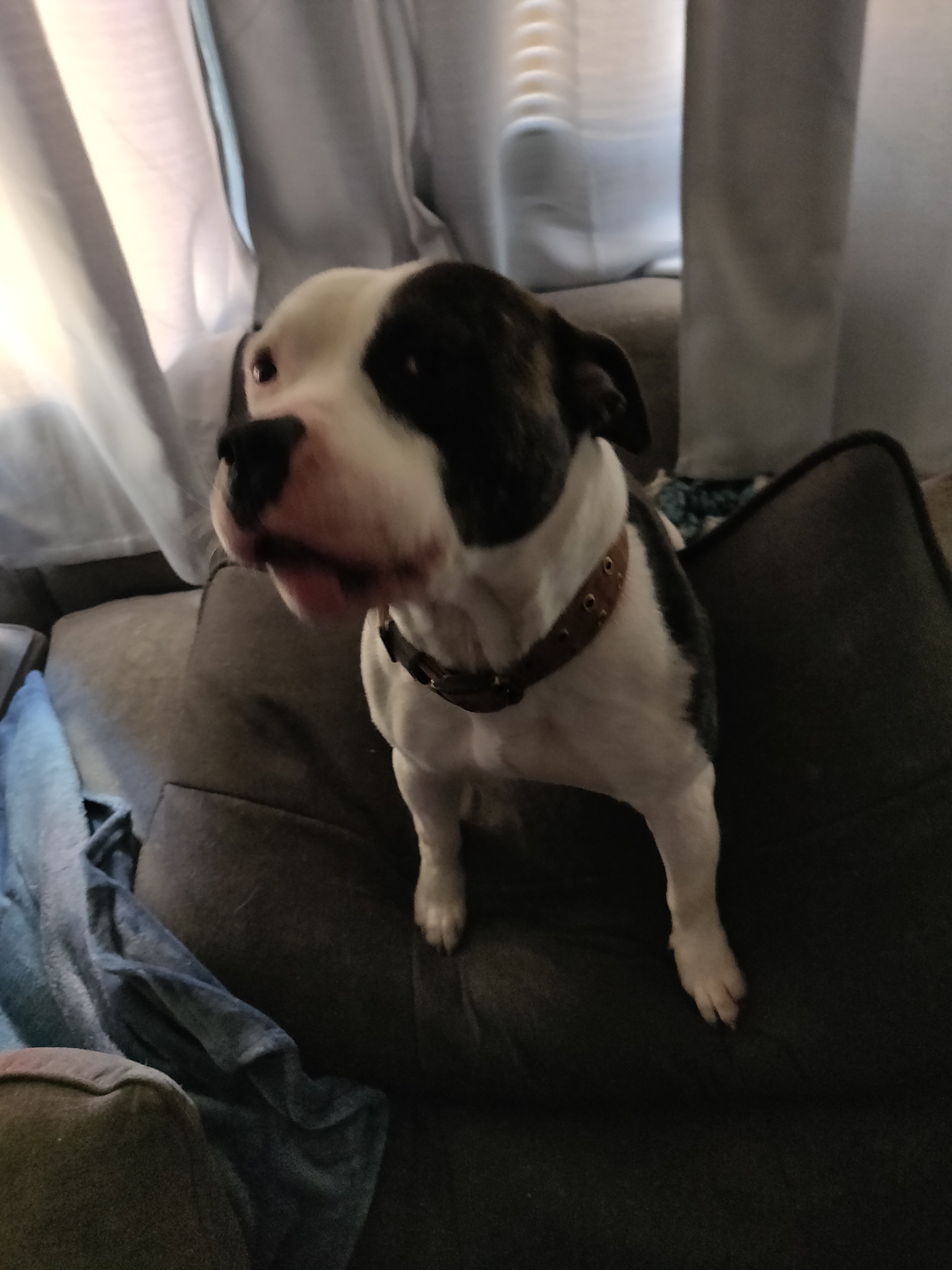 2 Year Old English Staffordshire Terrier image 1