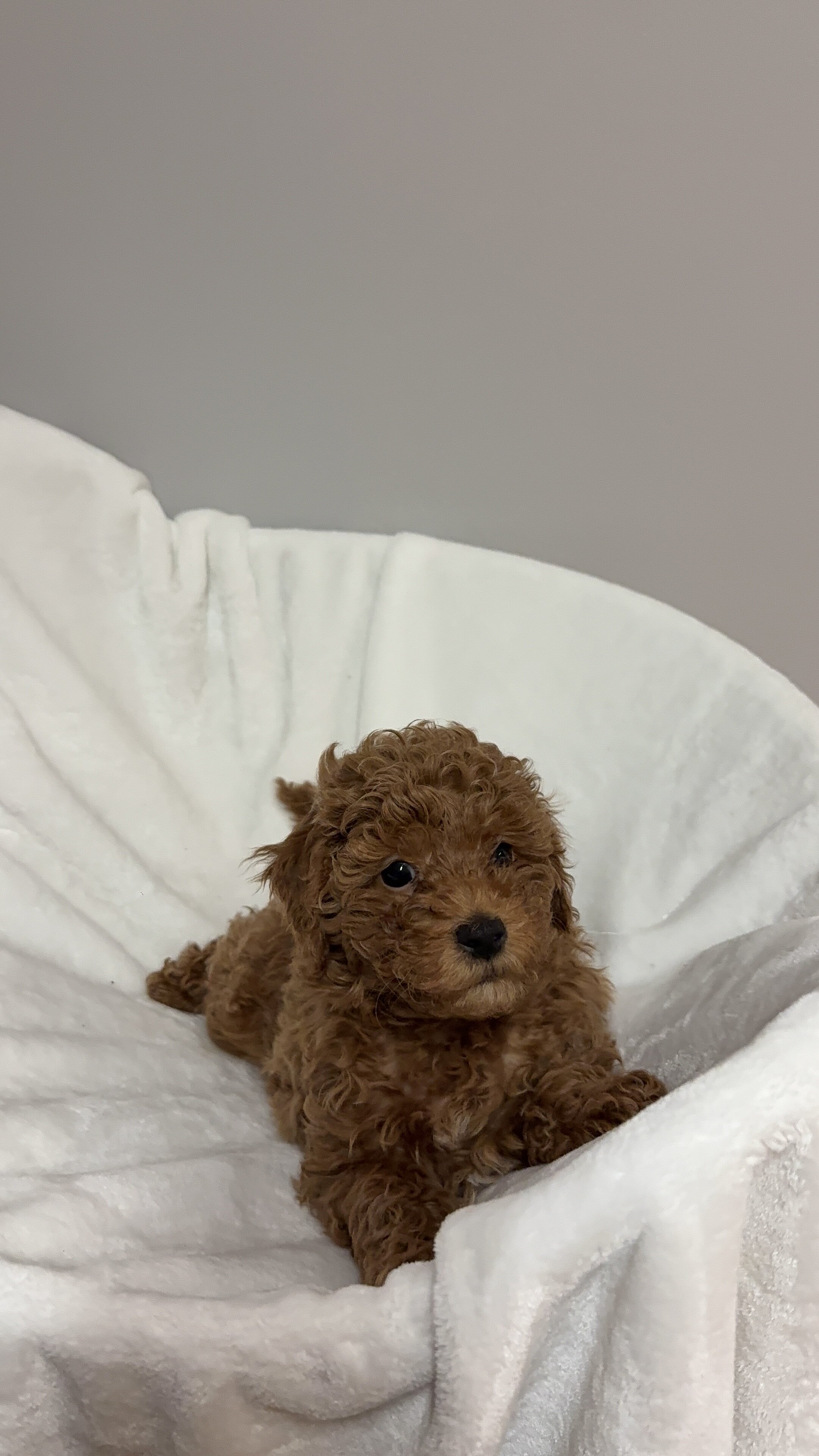 Miniature Poodle Puppies image 1