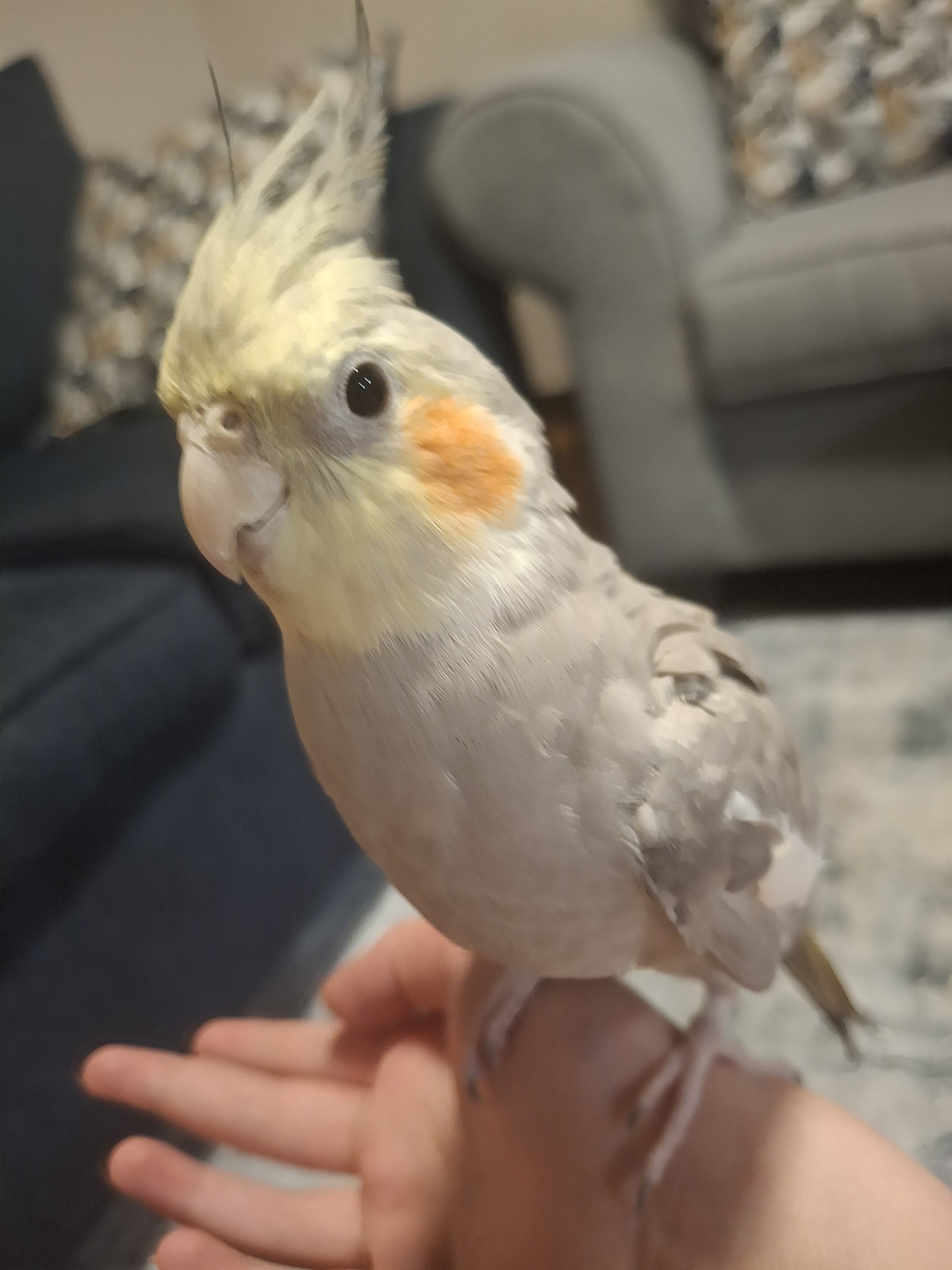 2 Cockatiel birds image 1