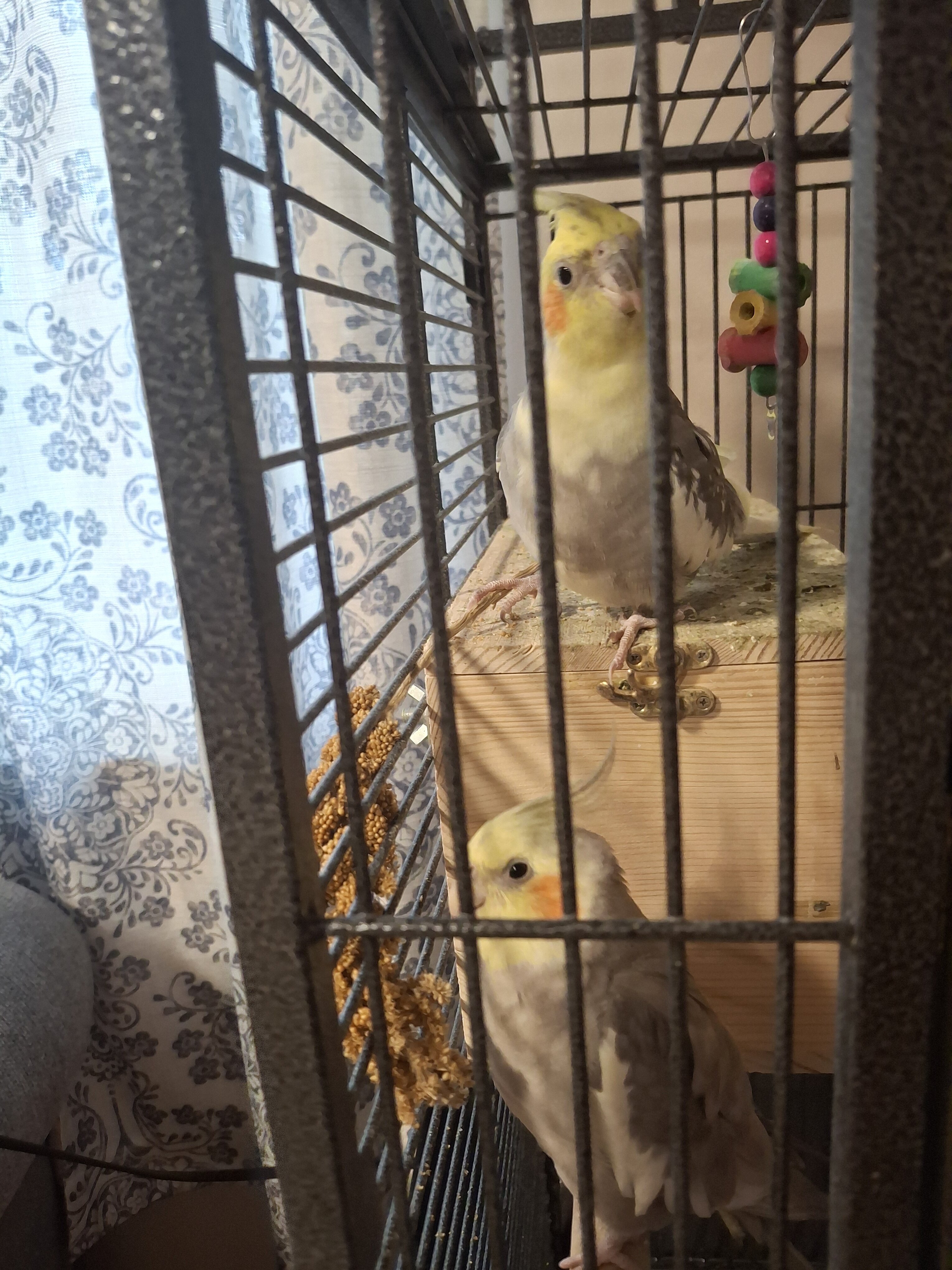 2 Cockatiel birds image 3