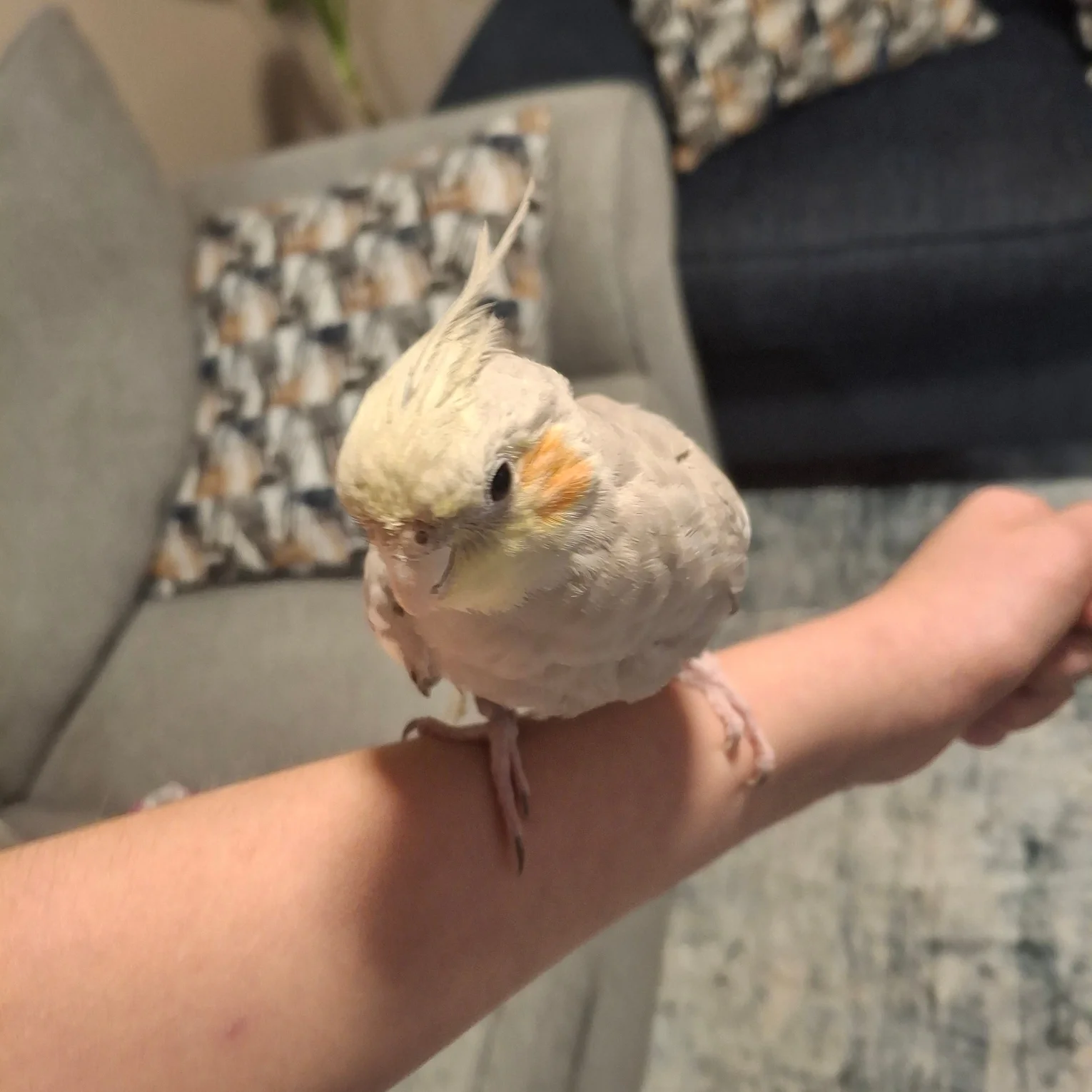 2 Cockatiel birds image 2