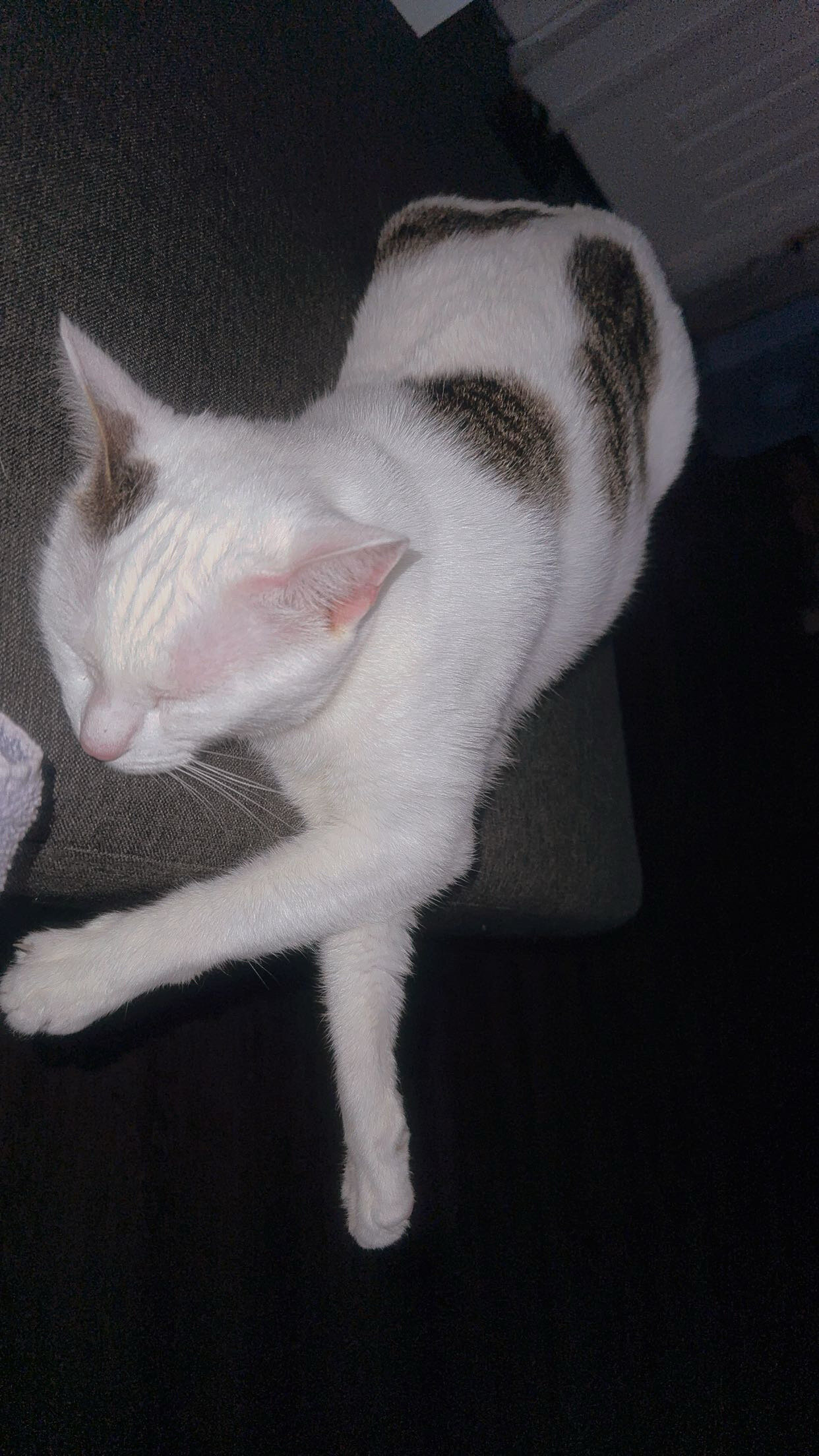 Cat image 1