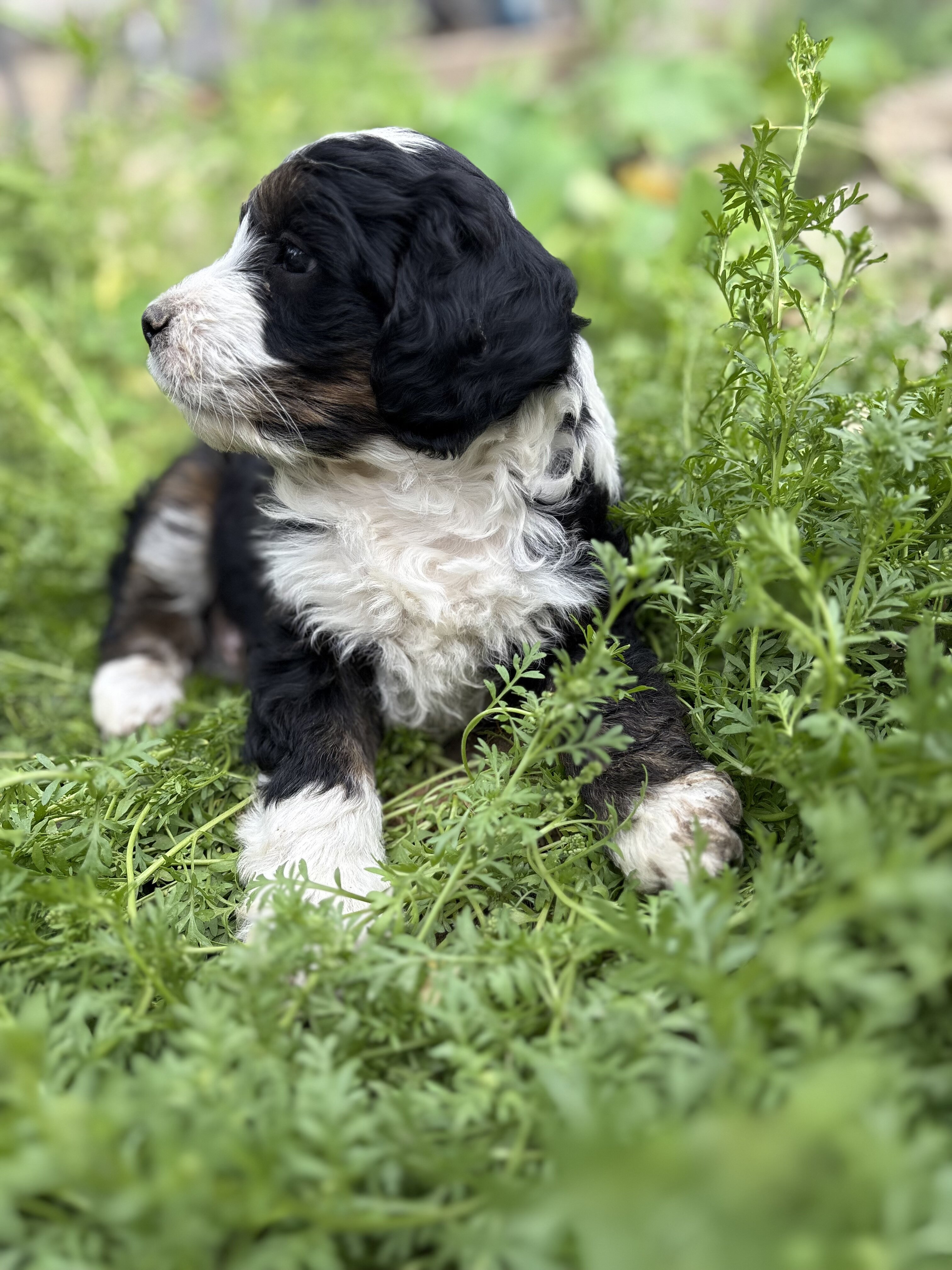 Mini Aussie doodle male puppies image 4