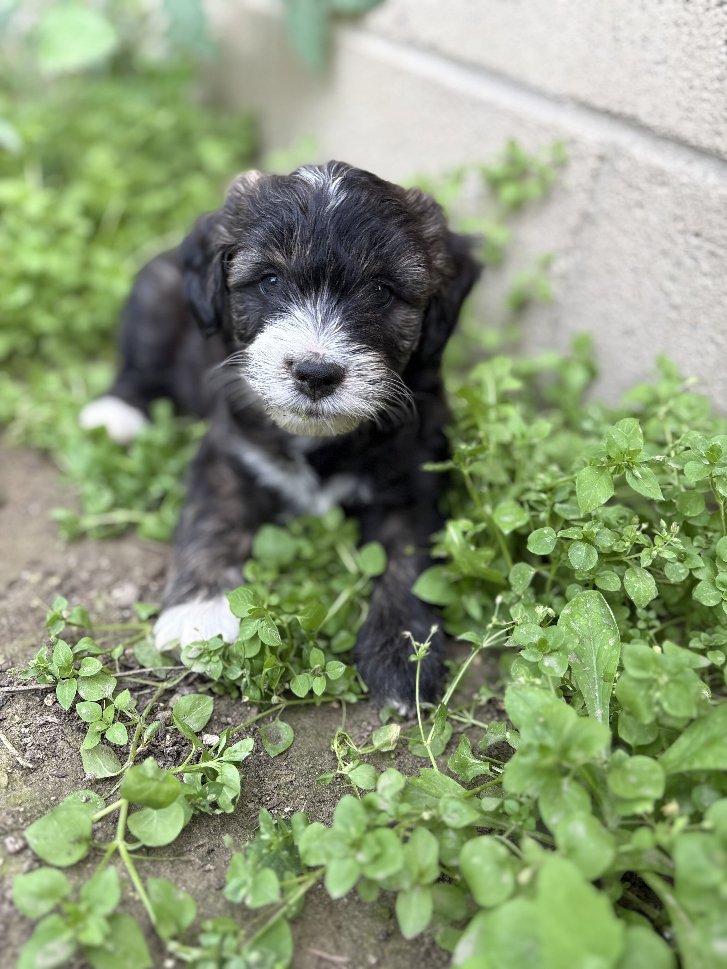 Mini Aussie doodle male puppies image 3