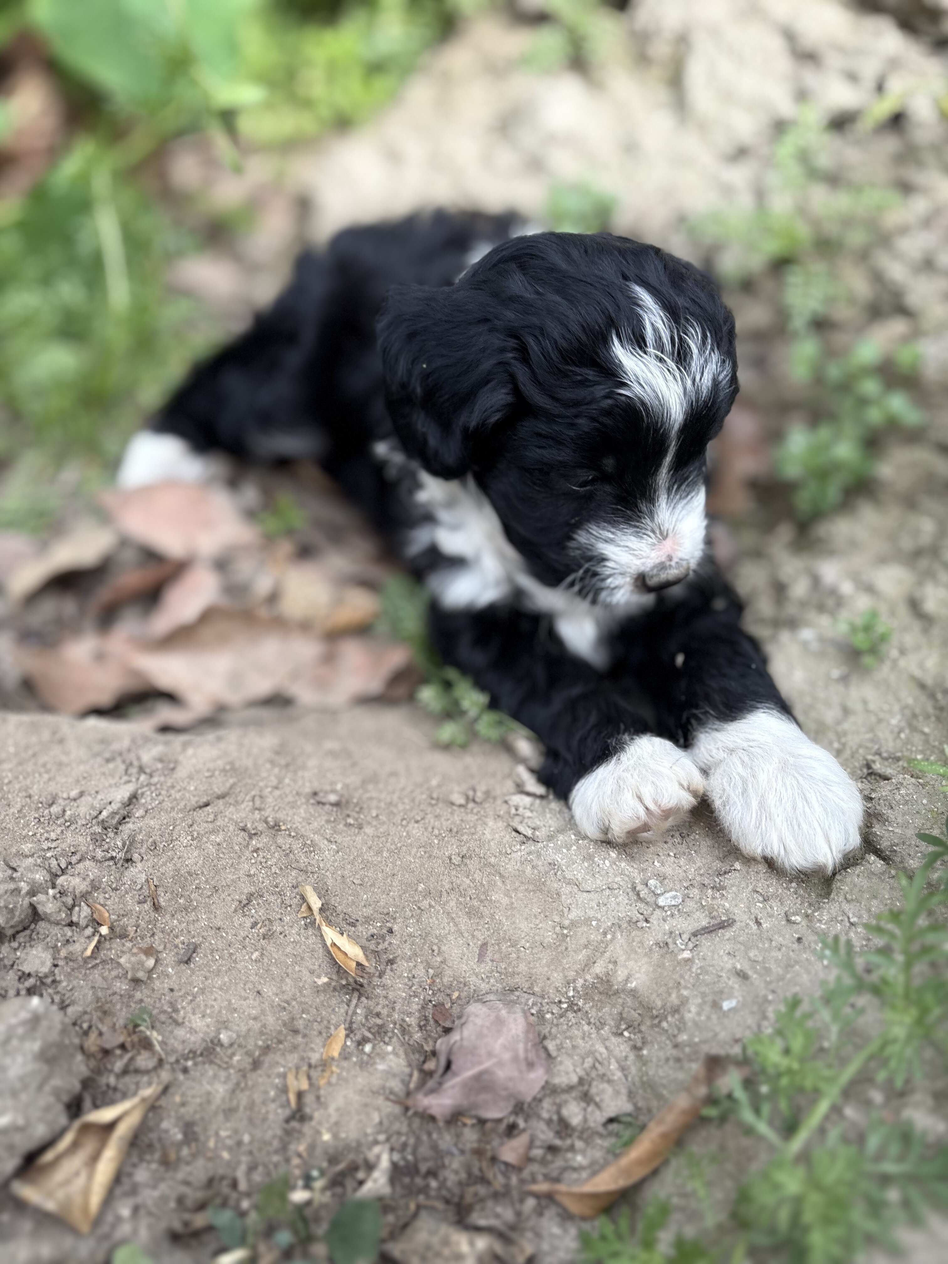 Mini Aussie doodle male puppies image 6