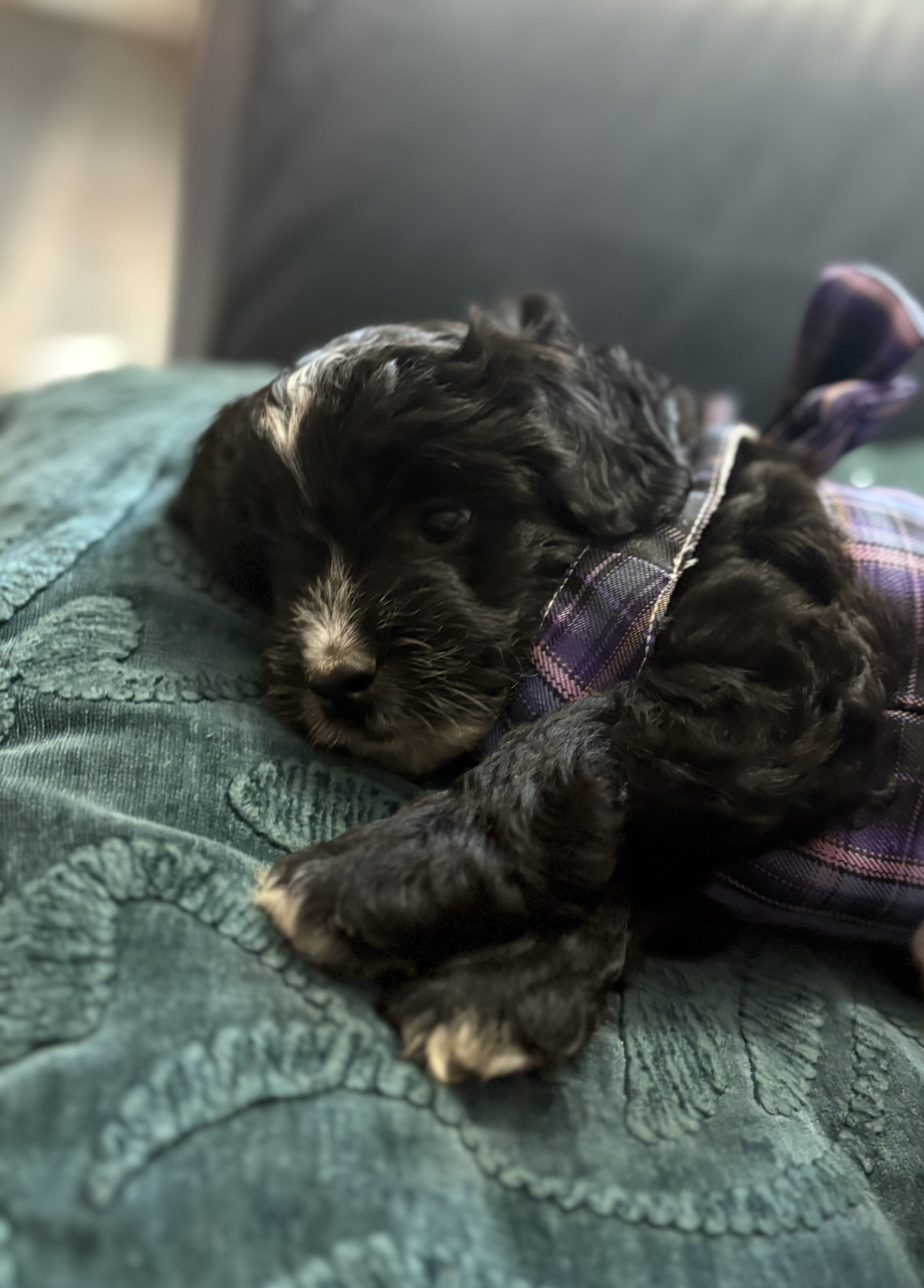 Mini Aussie doodle male puppies image 2