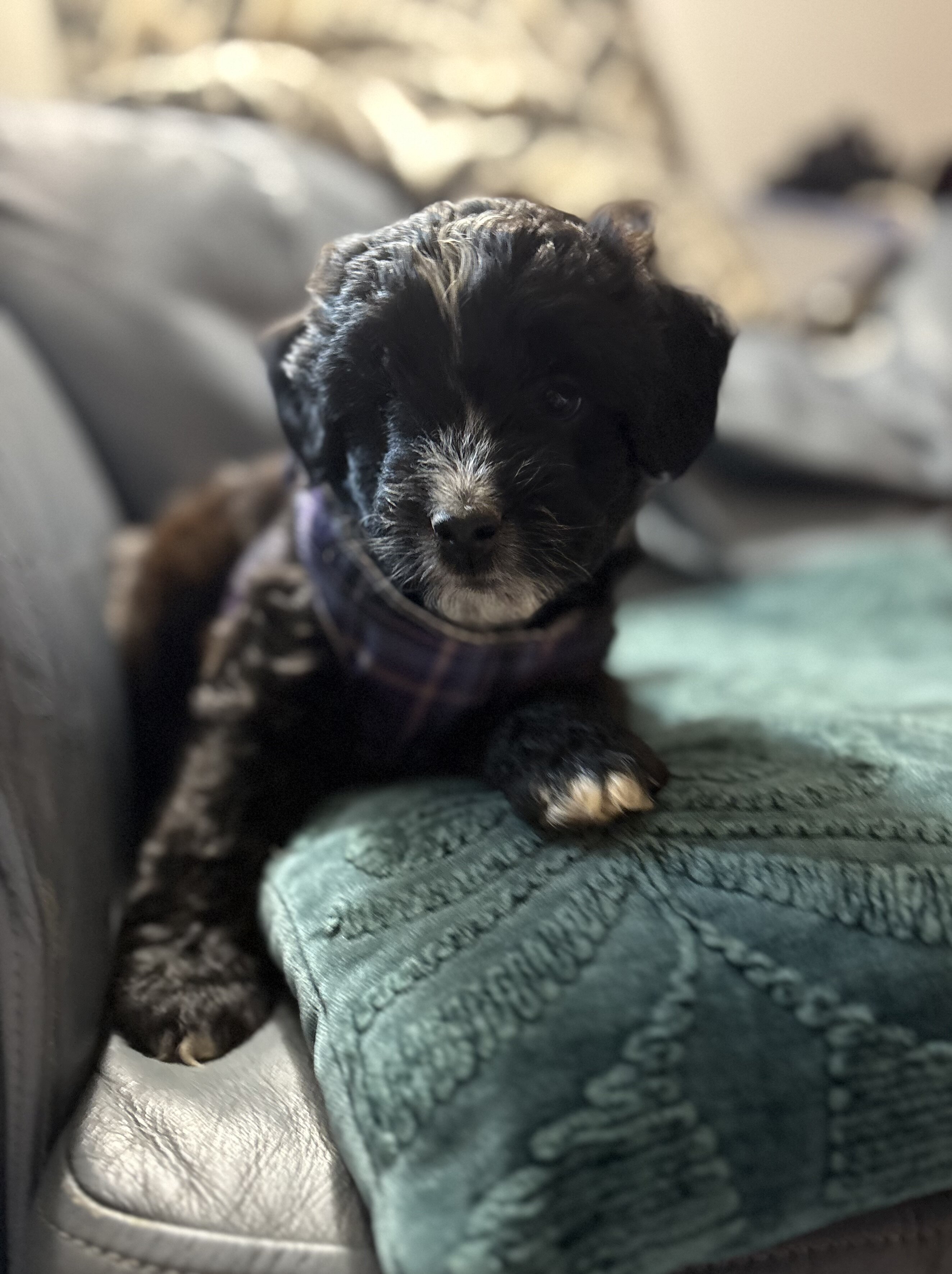 Mini Aussie doodle male puppies image 1