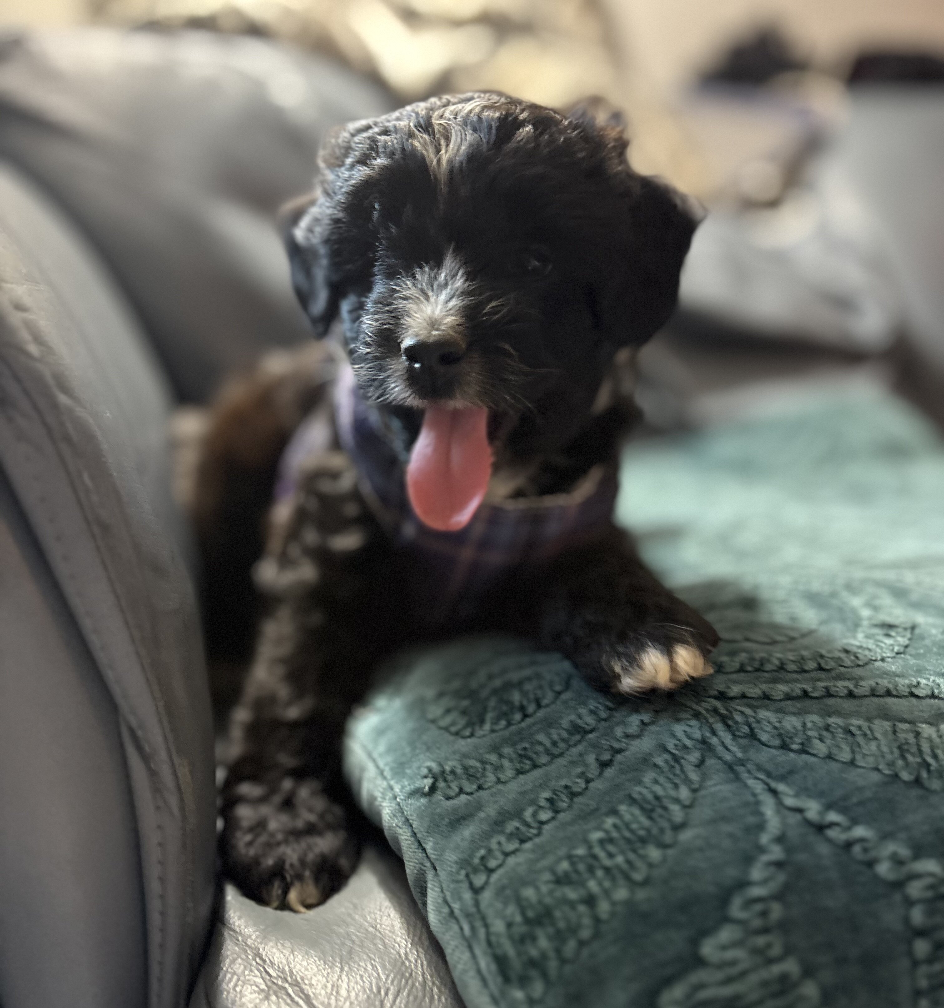Mini Aussie doodle male puppies image 5