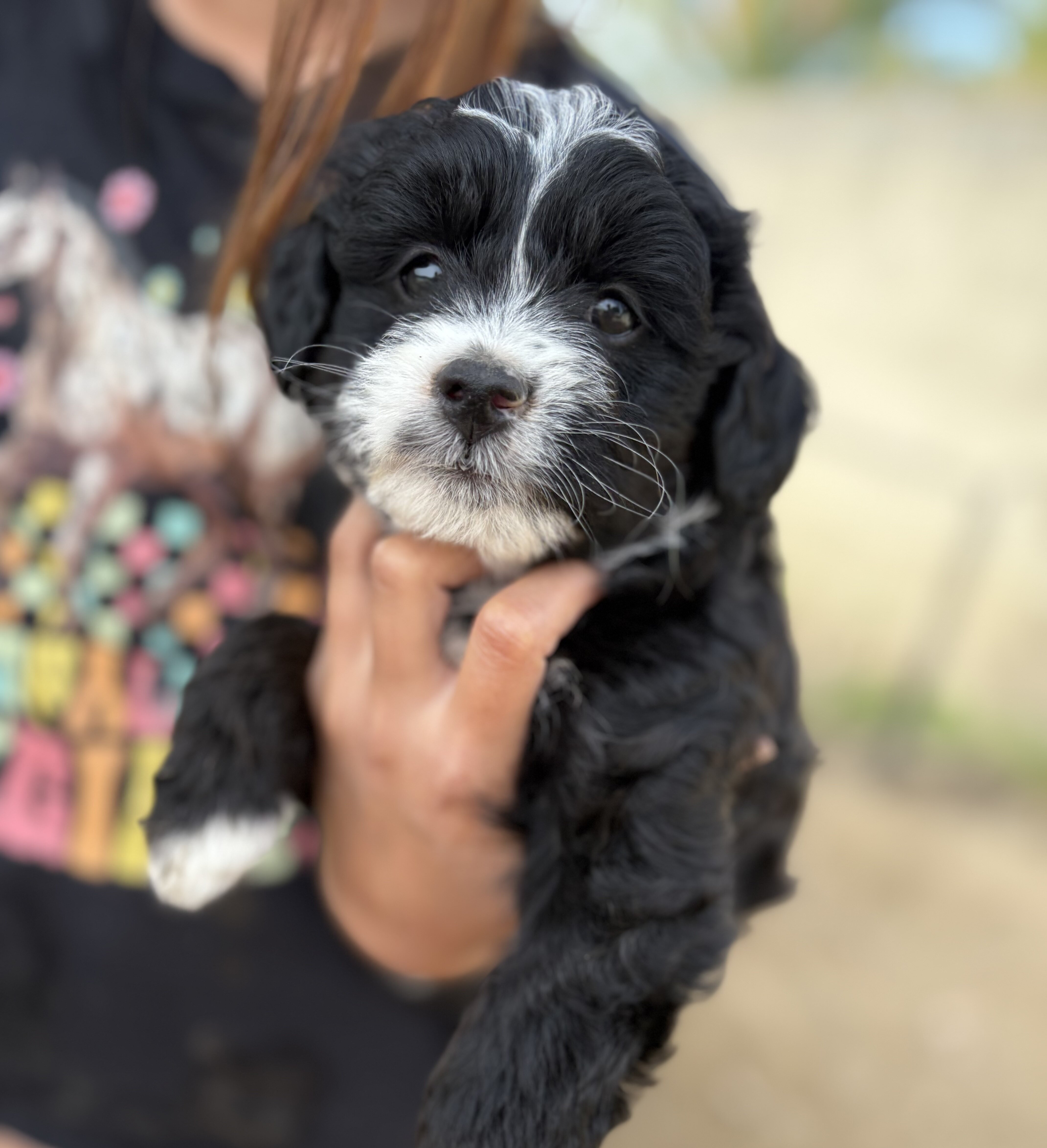 Mini Aussie doodle male puppies image 7