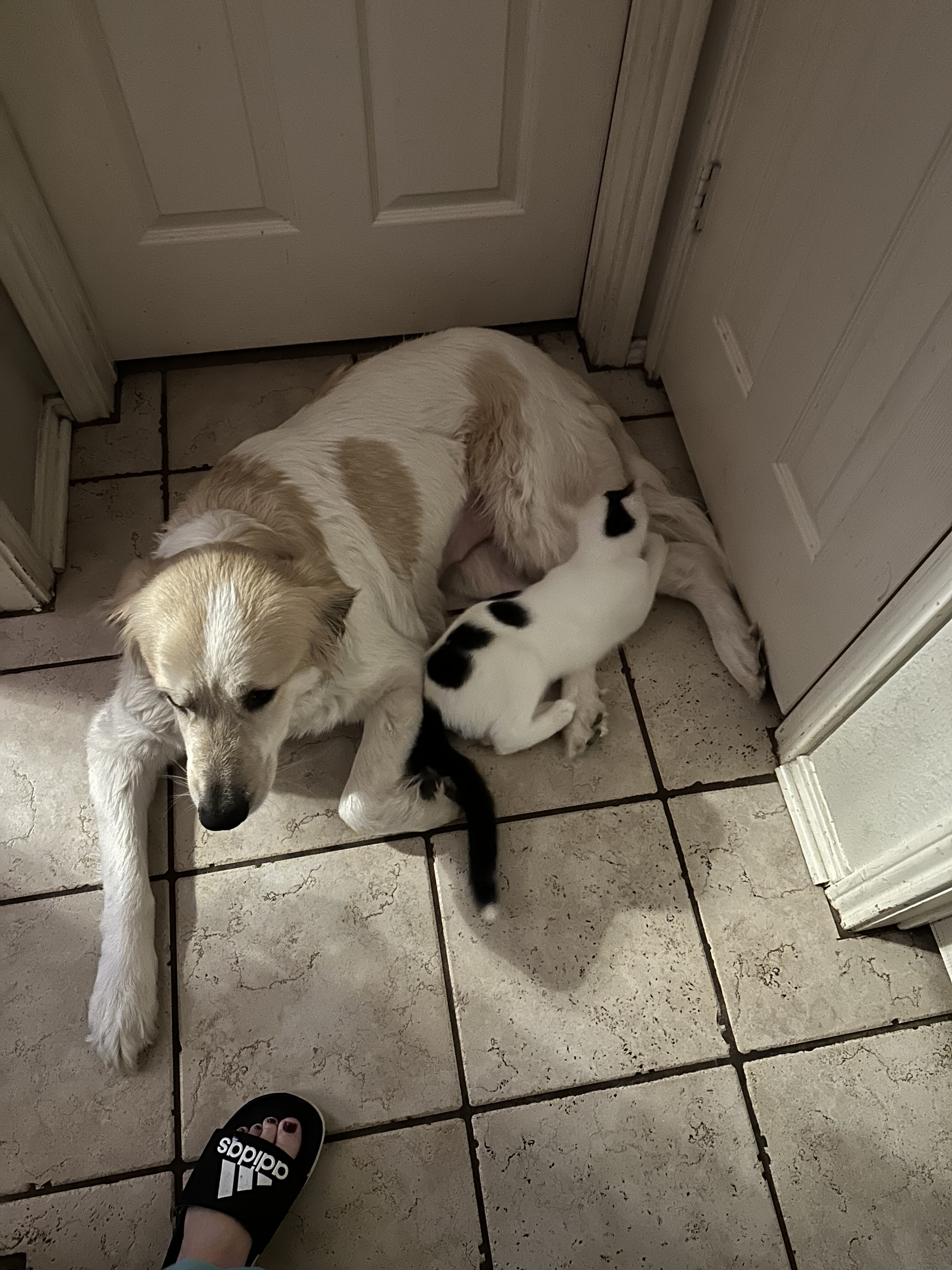 Dog image 1