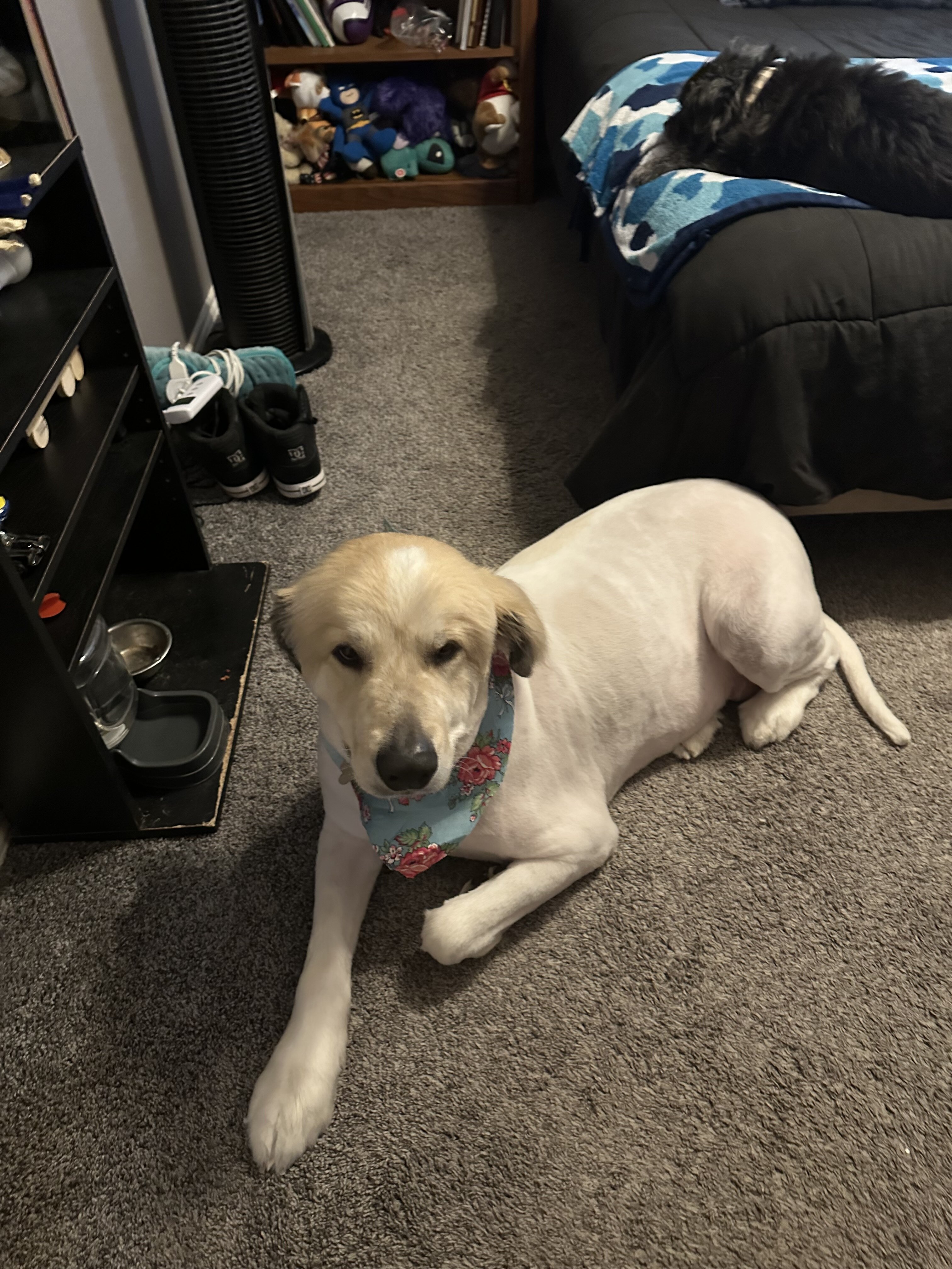 Dog image 2