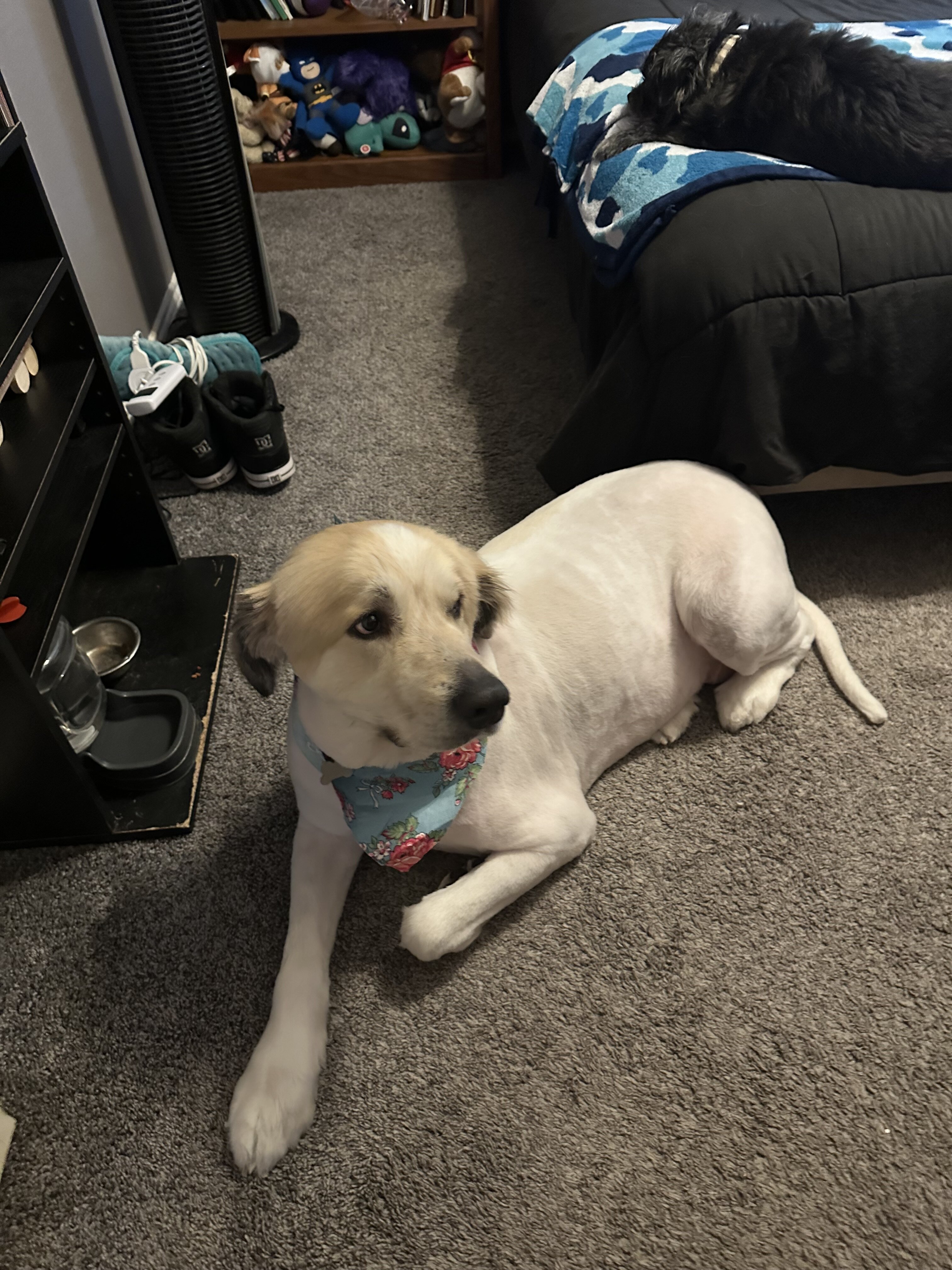 Dog image 3