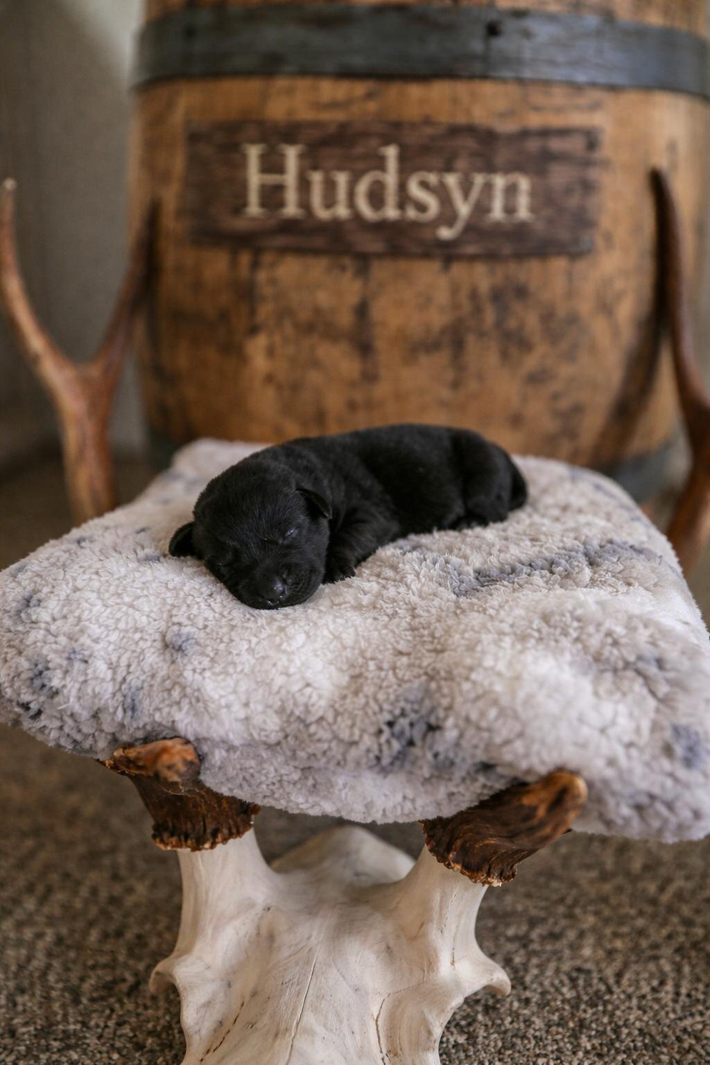 AKC Black Labrador Females image 2