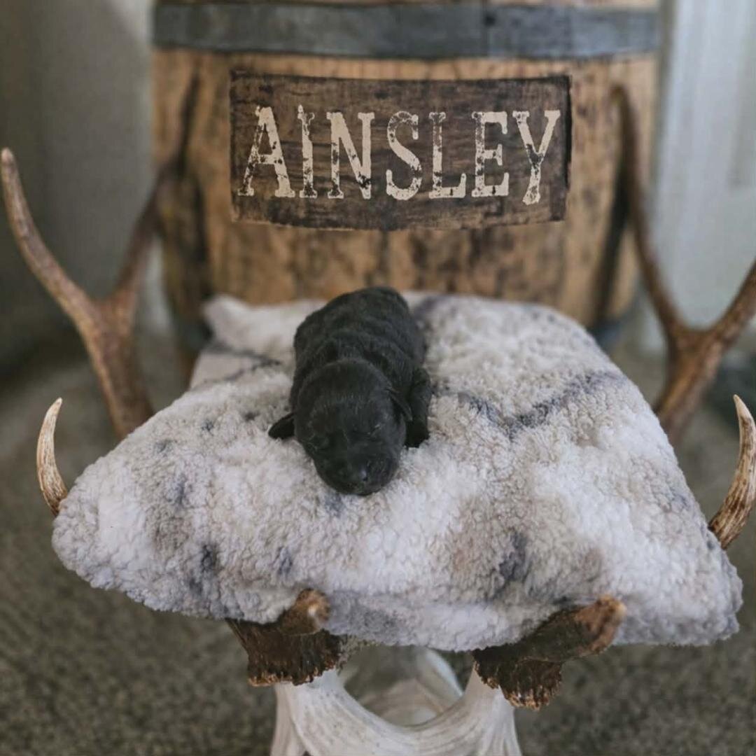 AKC Black Labrador Females image 1