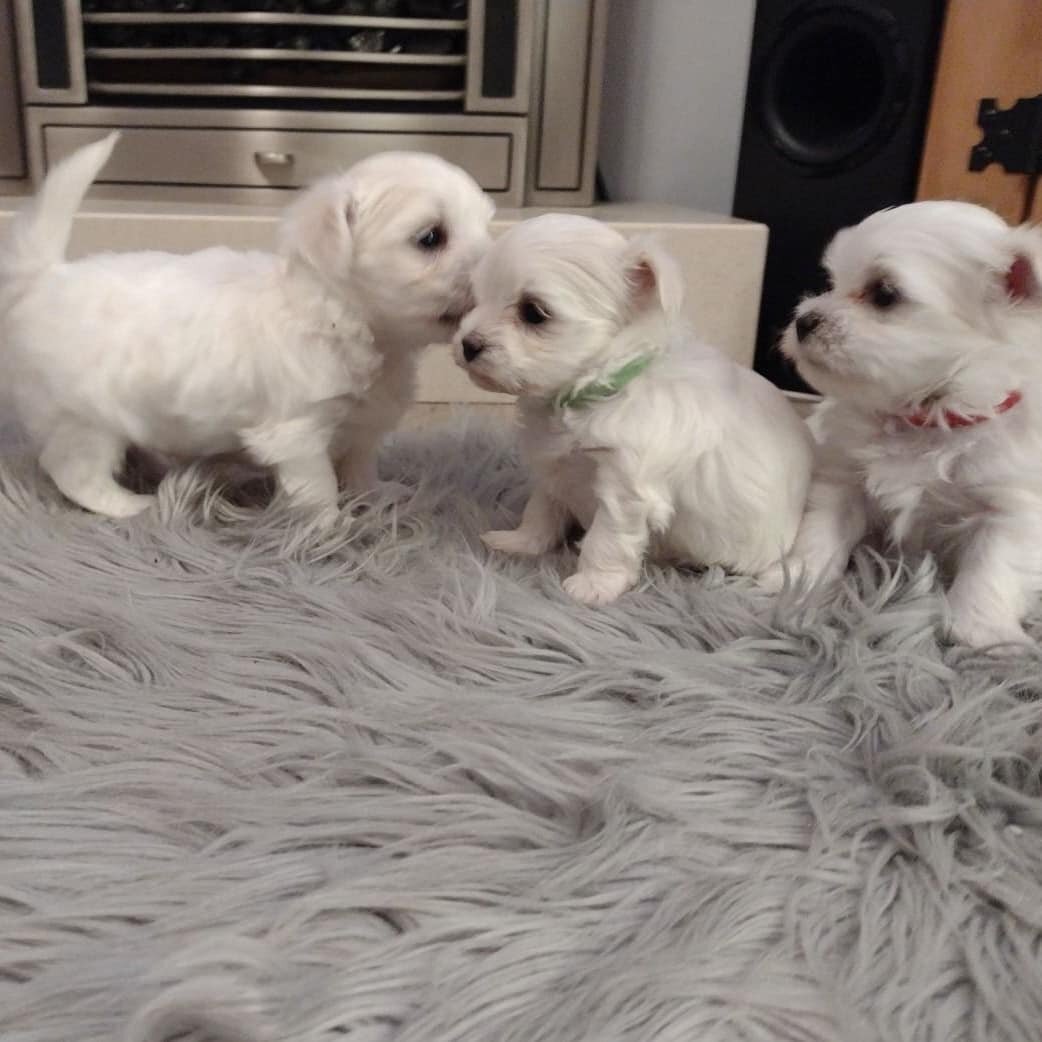 Maltese Puppies available image 2