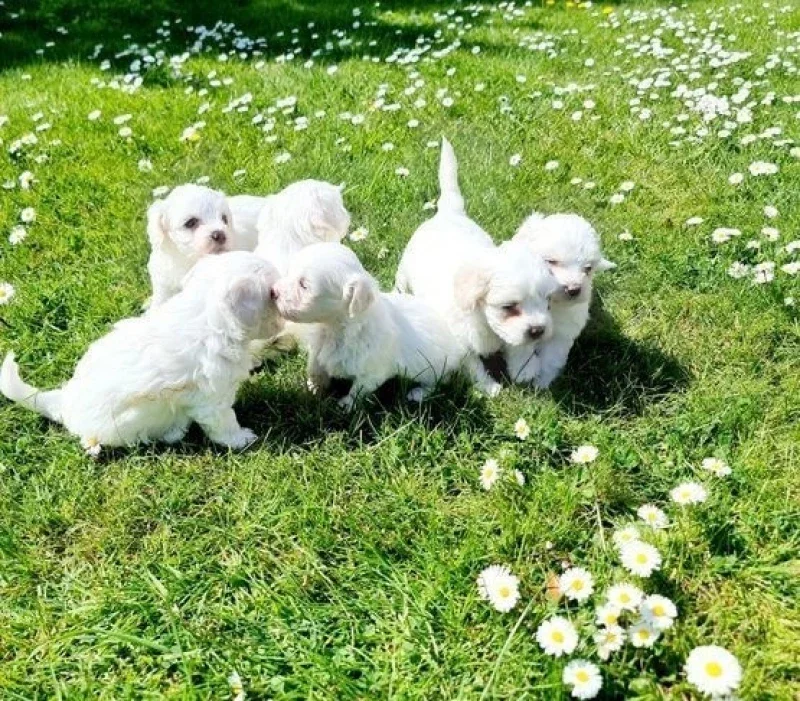 Maltese Puppies available image 1