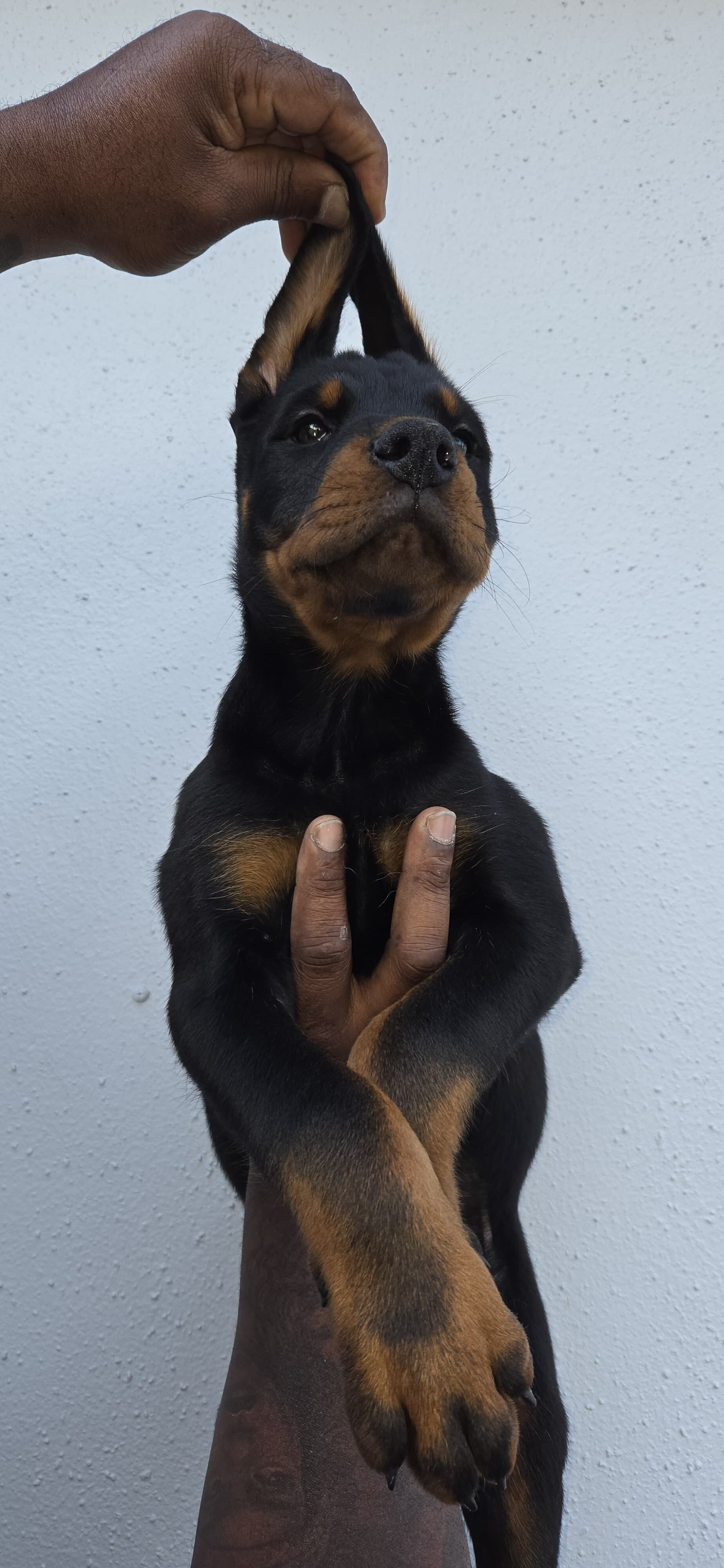 Rotterman Puppies image 1