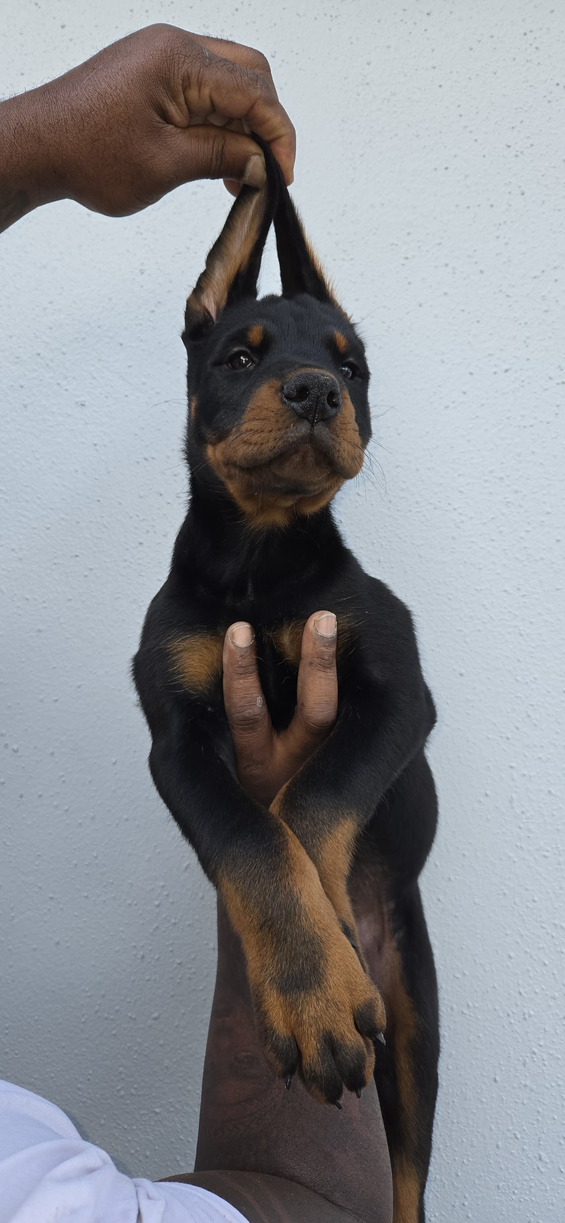 Rotterman Puppies image 4