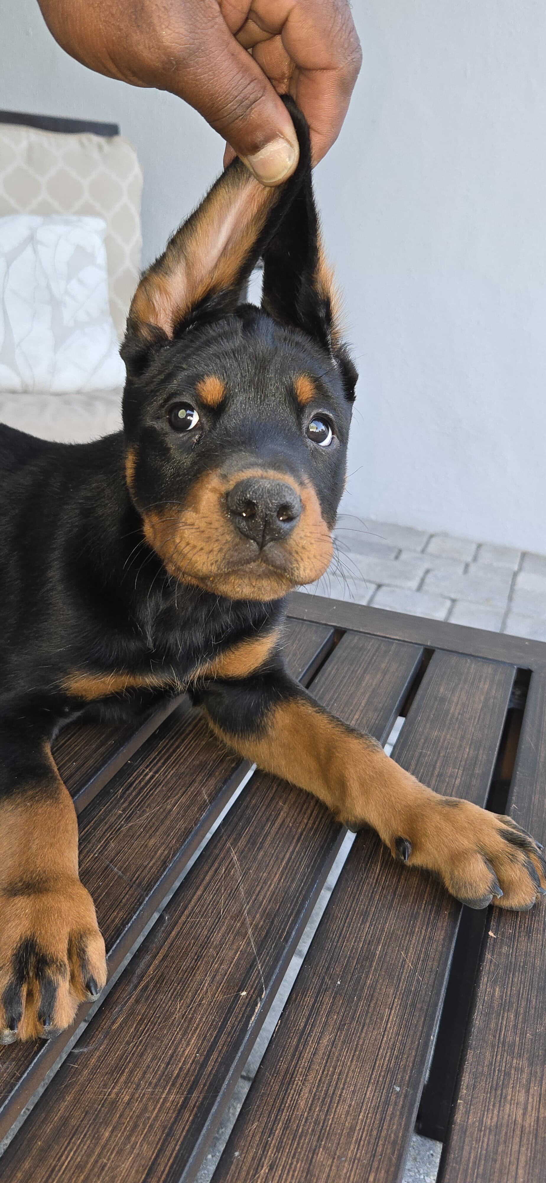 Rotterman Puppies image 3