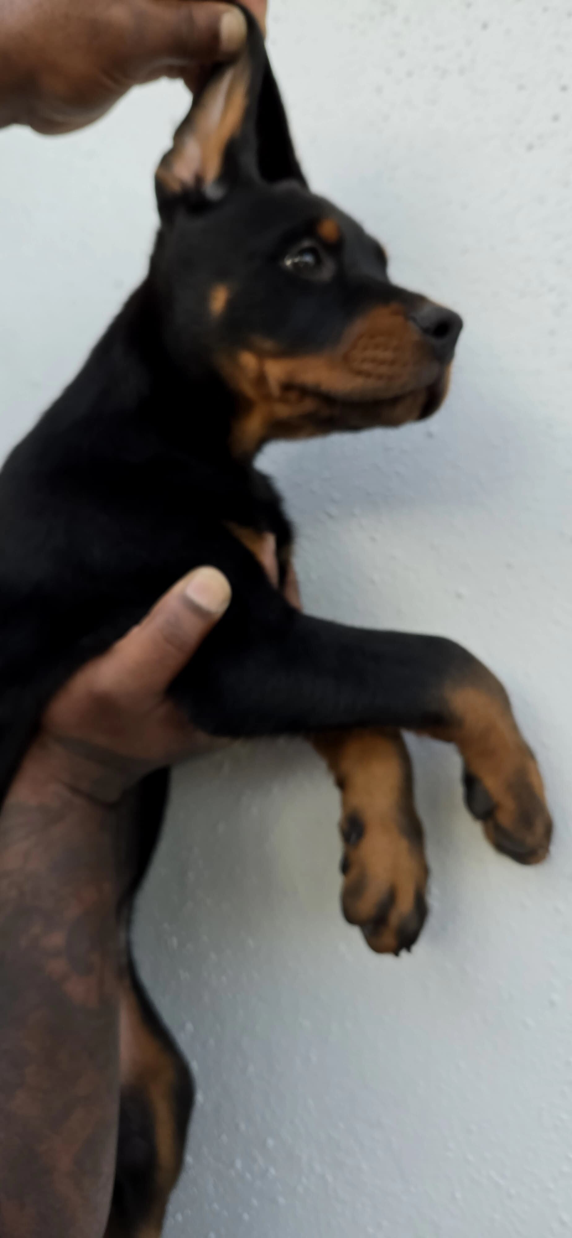 Rotterman Puppies image 2
