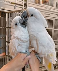 Charming Umbrella Cockatoo Parrots Available image 1
