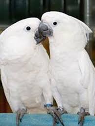 Charming Umbrella Cockatoo Parrots Available image 2