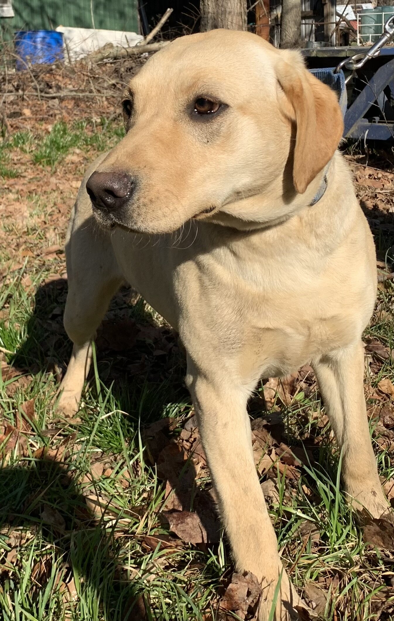 AKC Labrador Retriever image 2