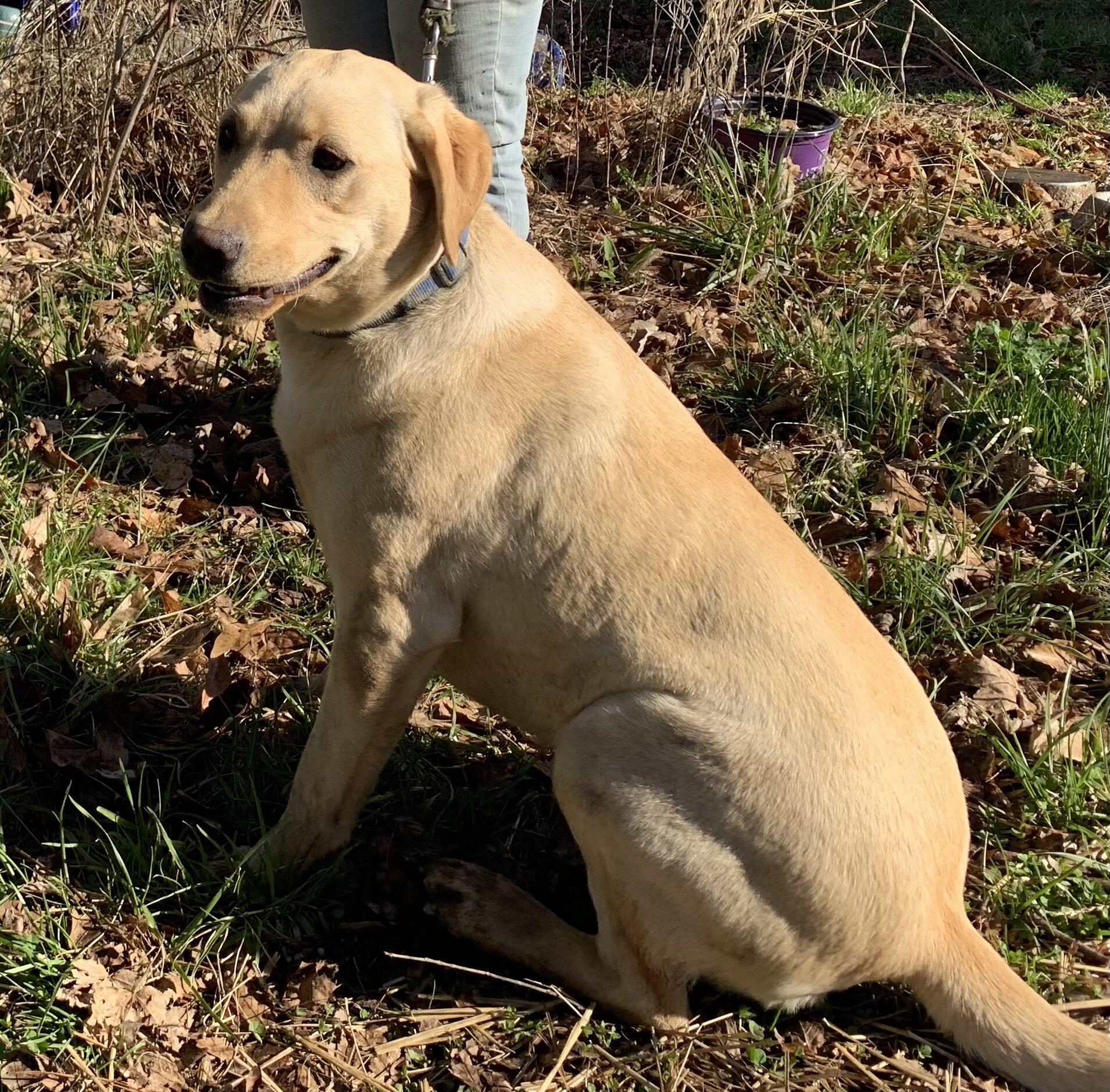 AKC Labrador Retriever image 3
