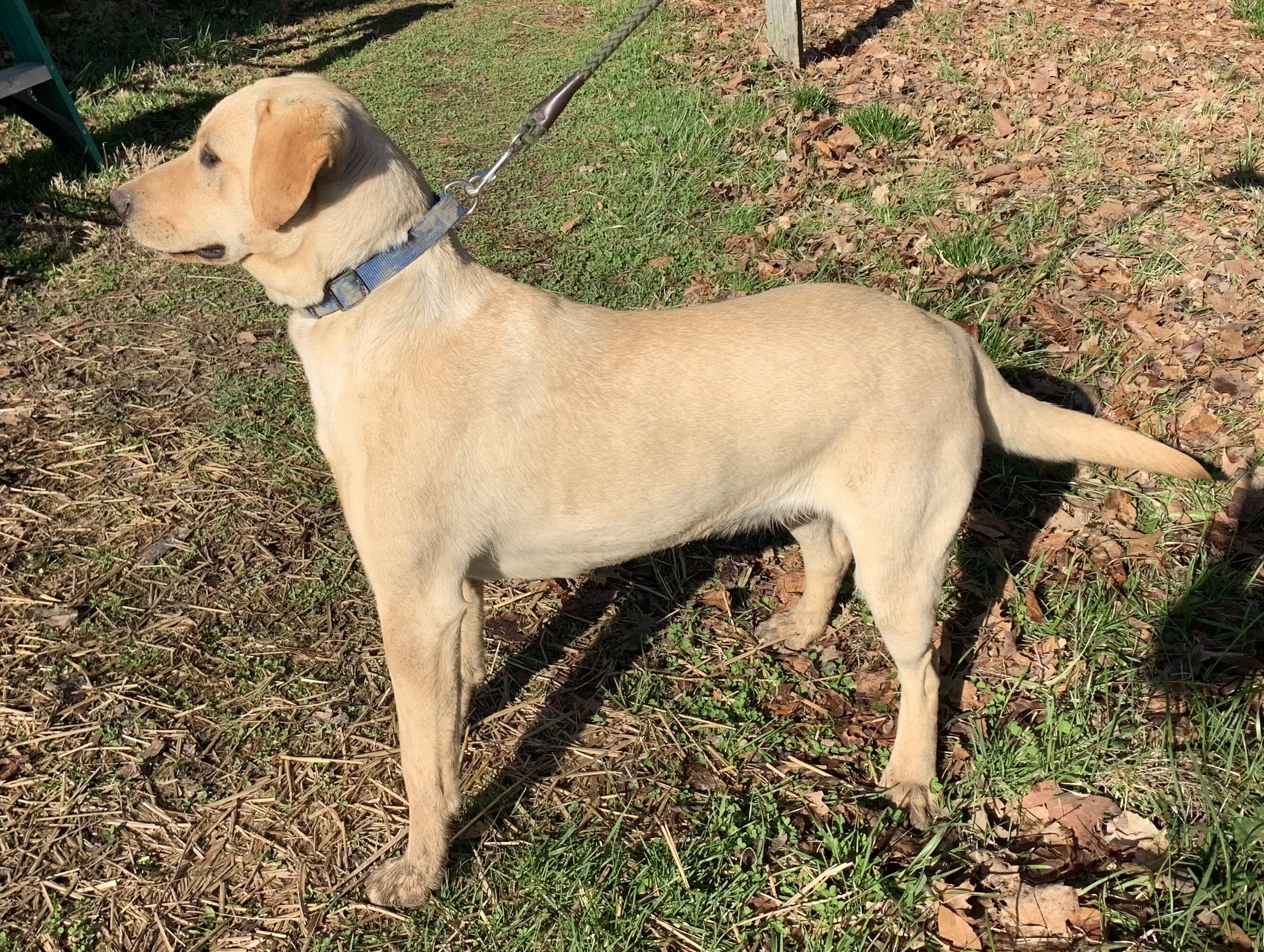AKC Labrador Retriever image 1