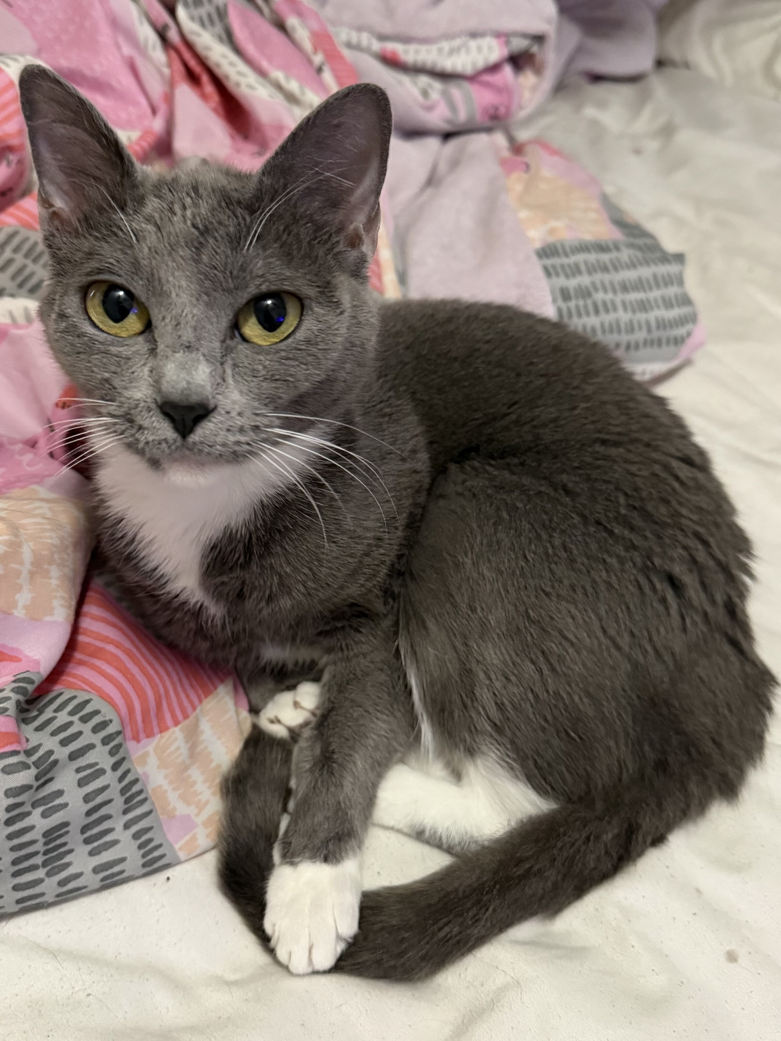 Cats image 1