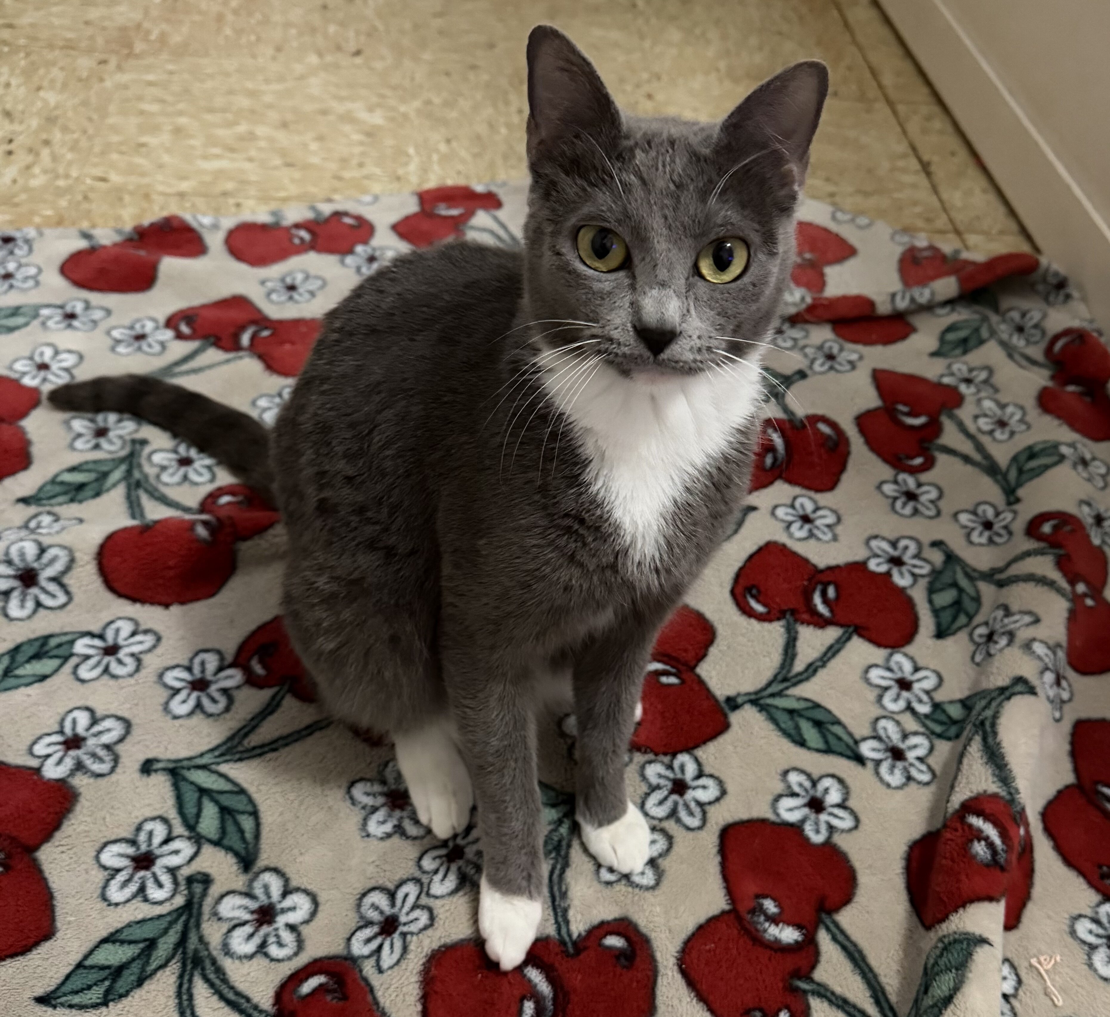 Cats image 4