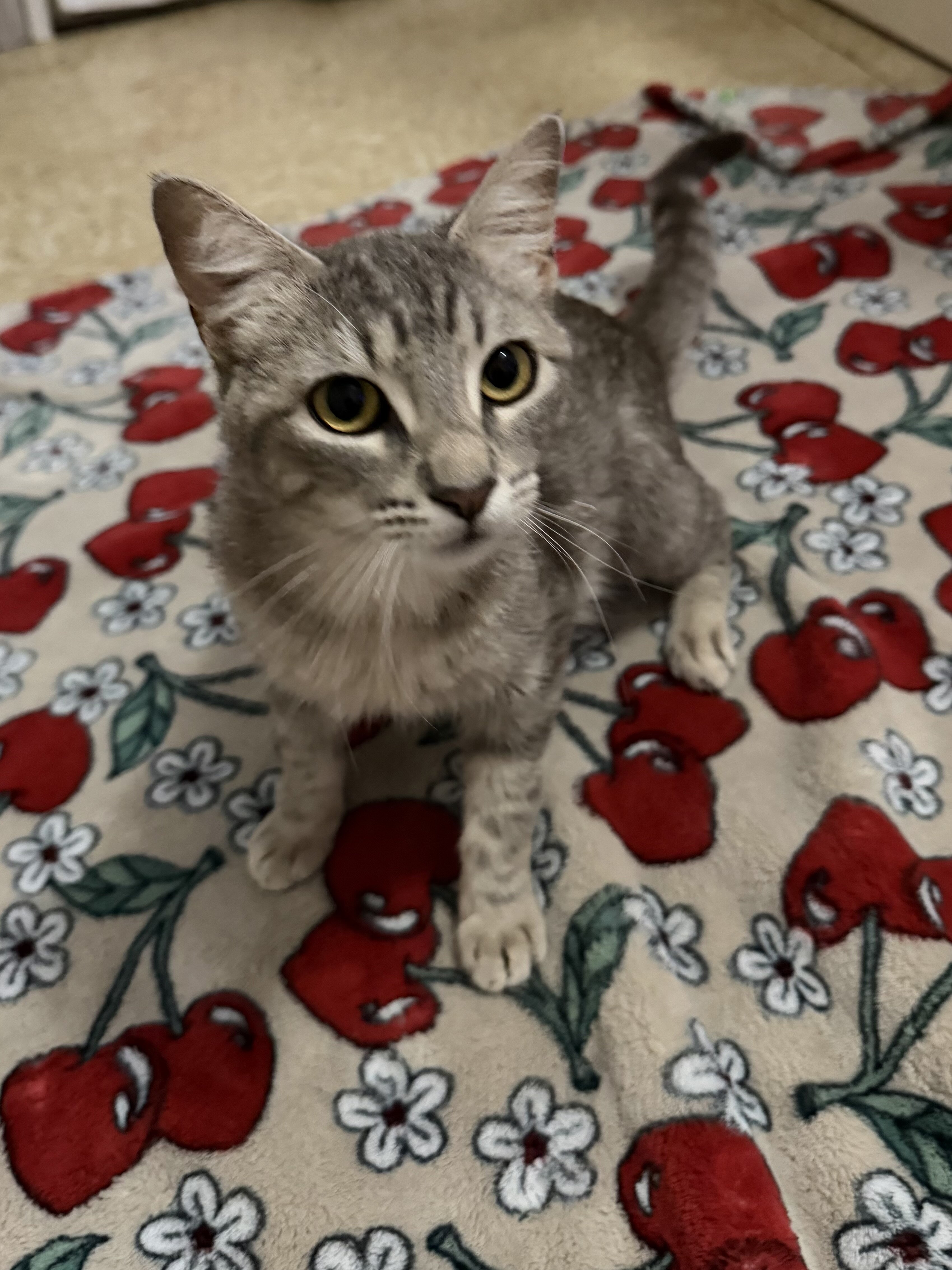 Cats image 3