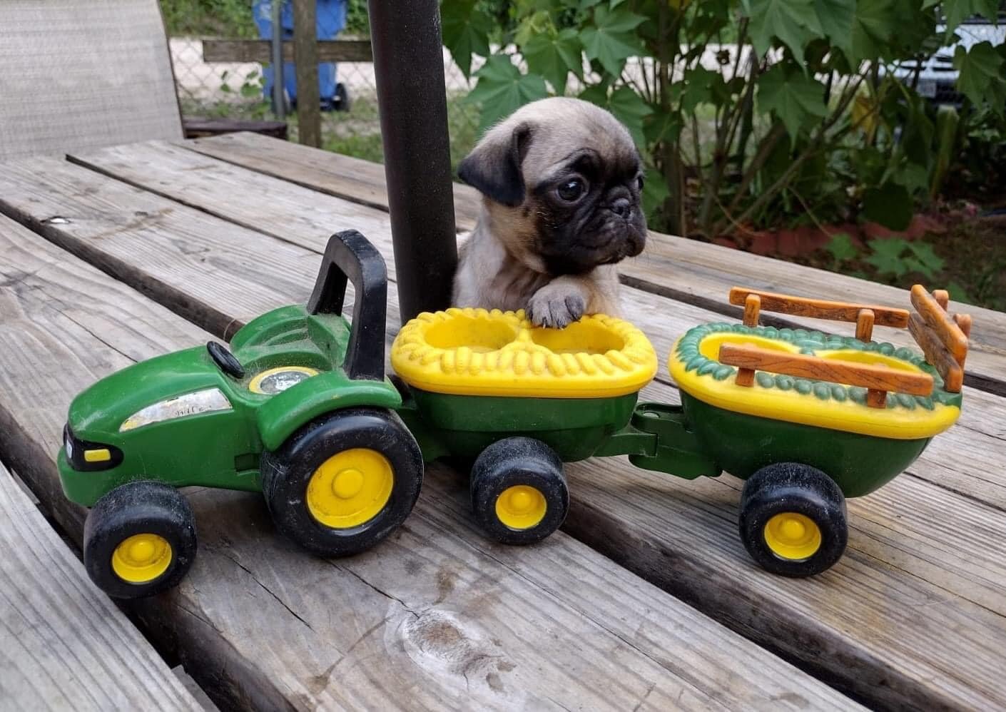 Male And Female Pug Puppies For Sale image 1