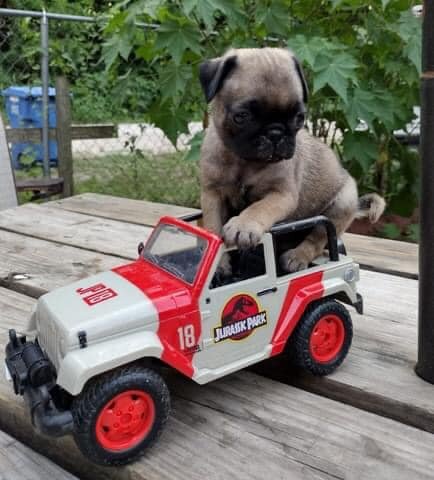 Male And Female Pug Puppies For Sale image 2