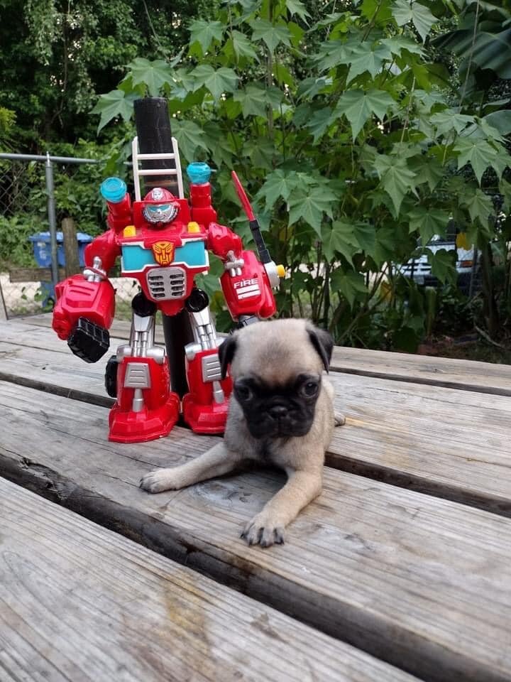 Male And Female Pug Puppies For Sale image 3