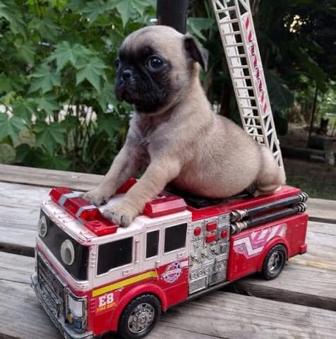Male And Female Pug Puppies For Sale image 4