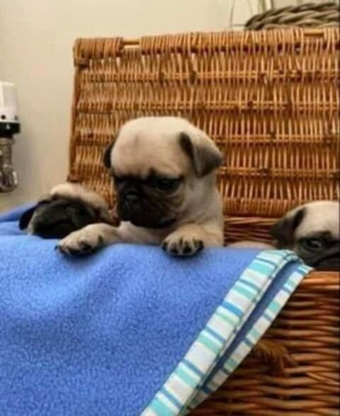 Male And Female Pug Puppies For Sale image 5